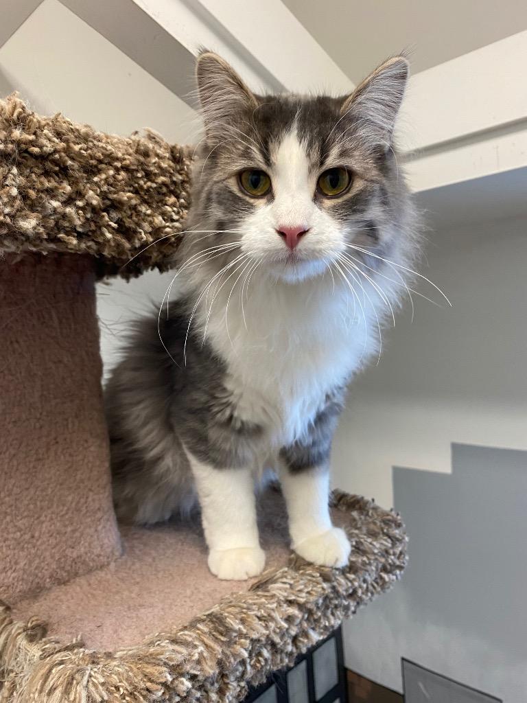 Why, Adoptable, Young Male Domestic Medium Hair.