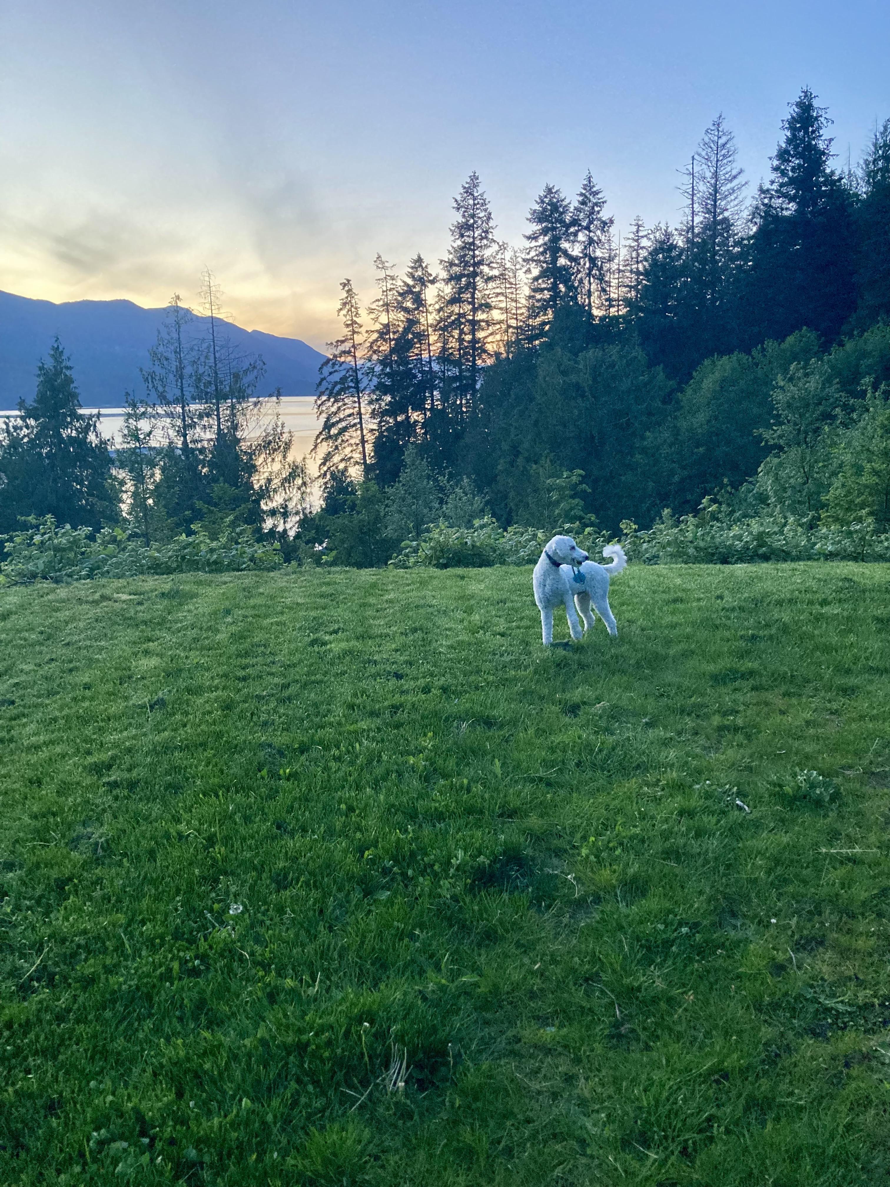 Snoop, a Adopted Standard Poodle in Roberts Creek, BC image 3/6