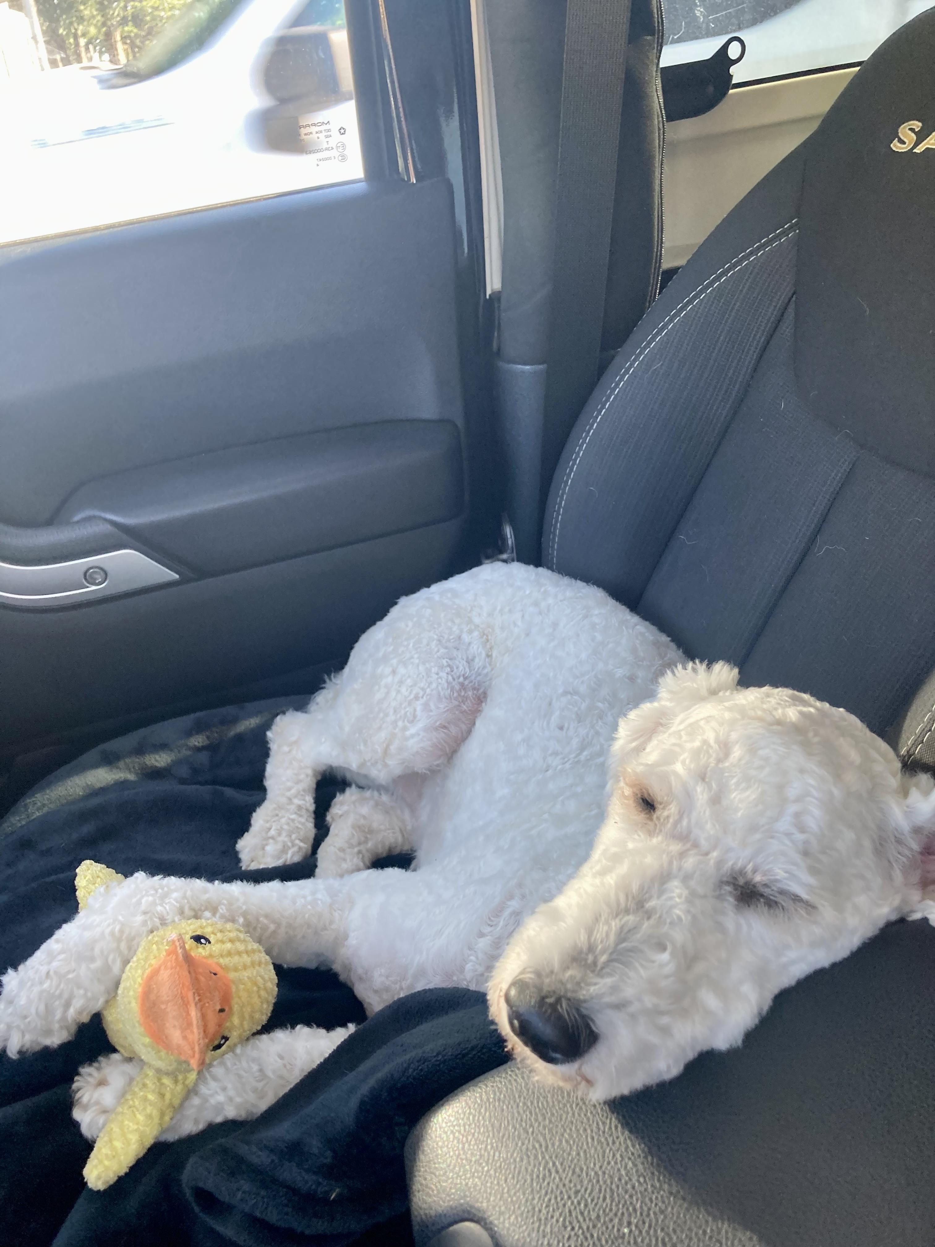 Snoop, a Adopted Standard Poodle in Roberts Creek, BC image 4/6