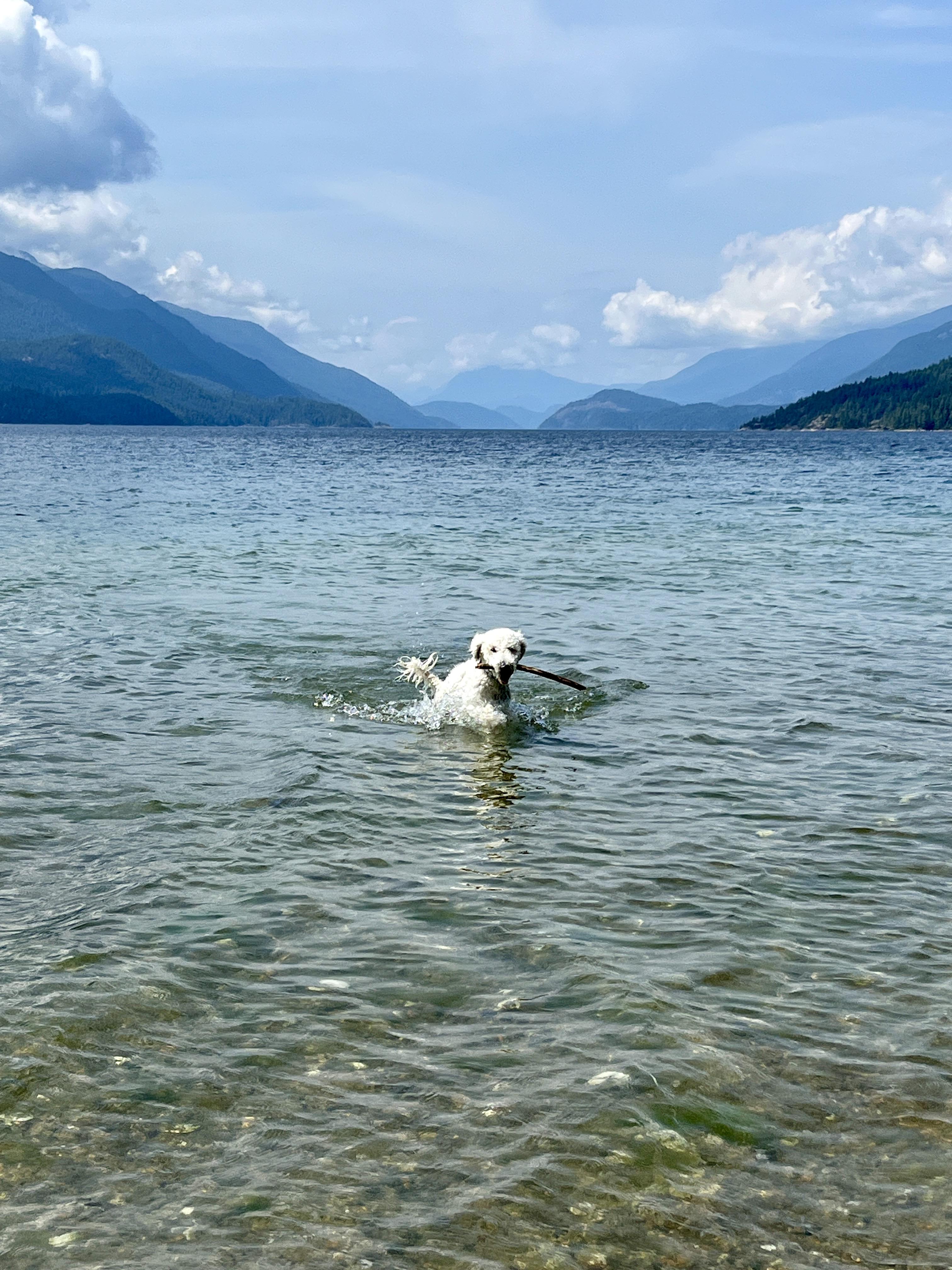 Snoop, a Adopted Standard Poodle in Roberts Creek, BC image 5/6