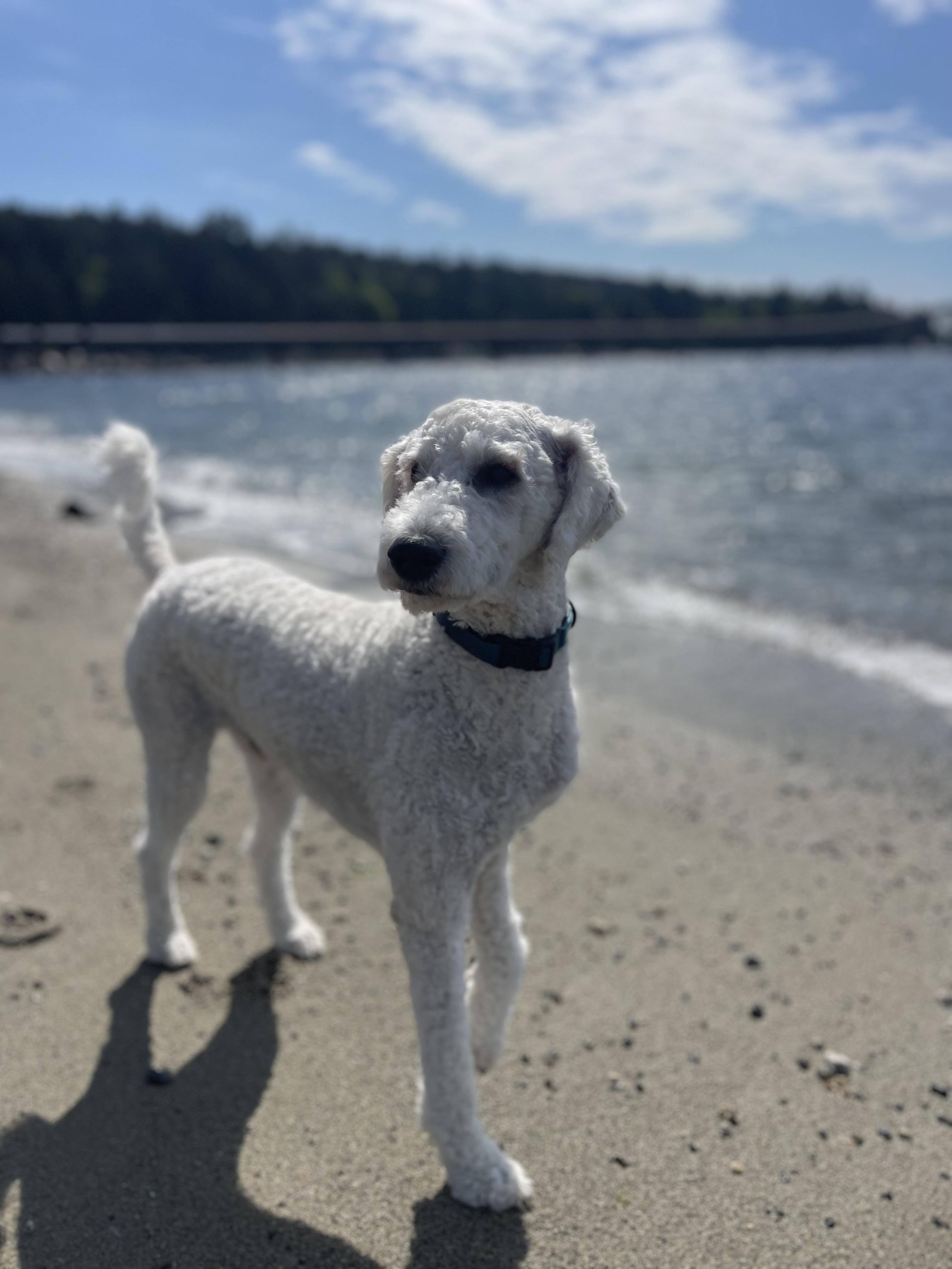 Snoop, Adopted, Young Male Standard Poodle.