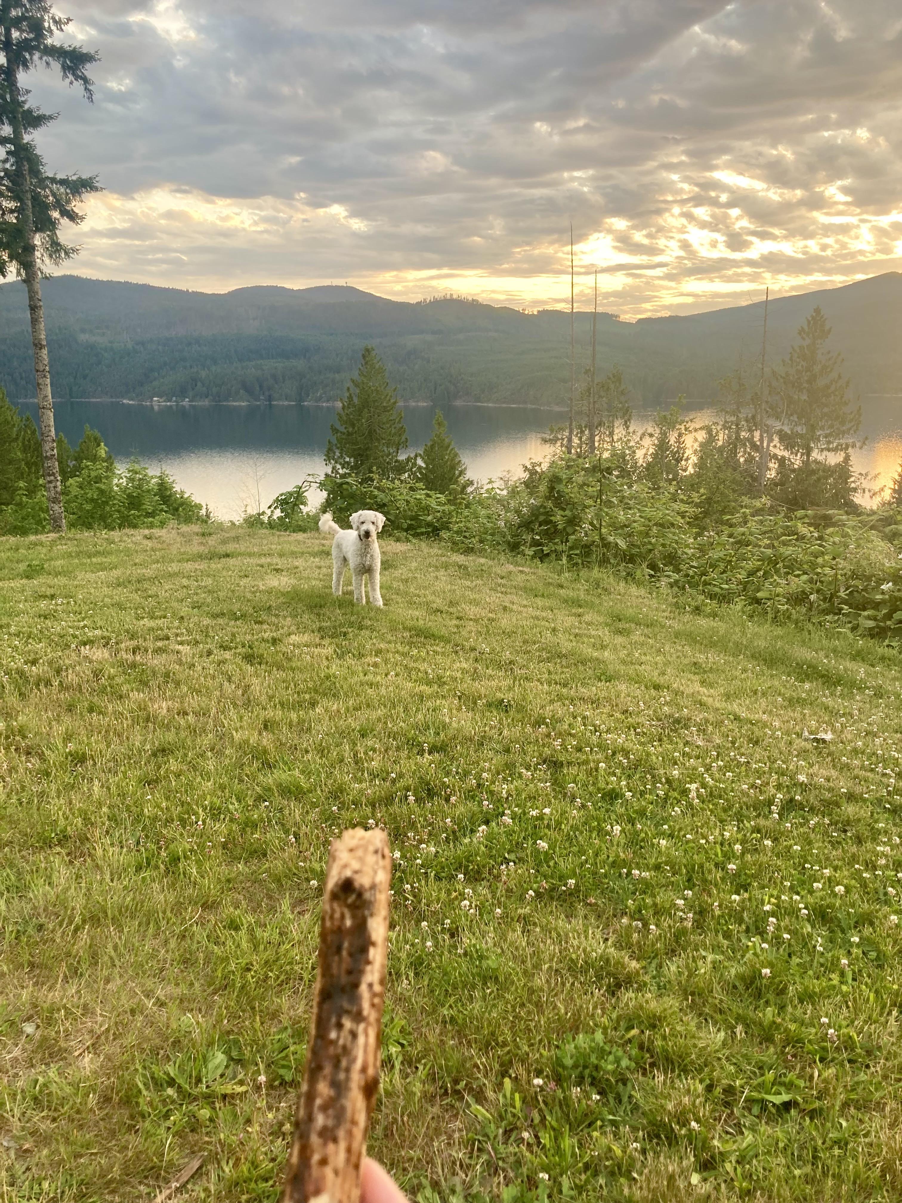 Snoop, a Adopted Standard Poodle in Roberts Creek, BC image 6/6