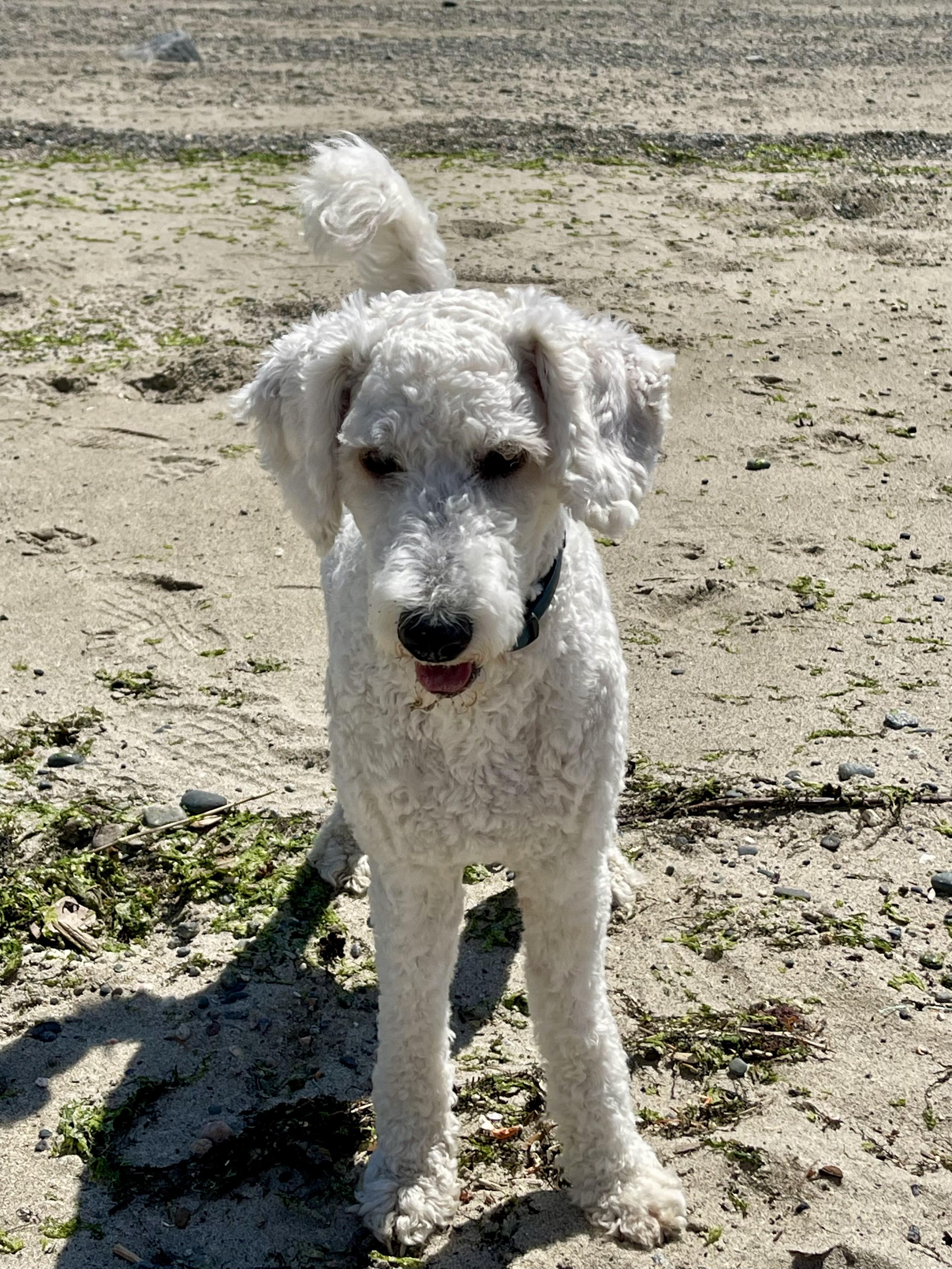 Snoop, a Adopted Standard Poodle in Roberts Creek, BC image 2/6