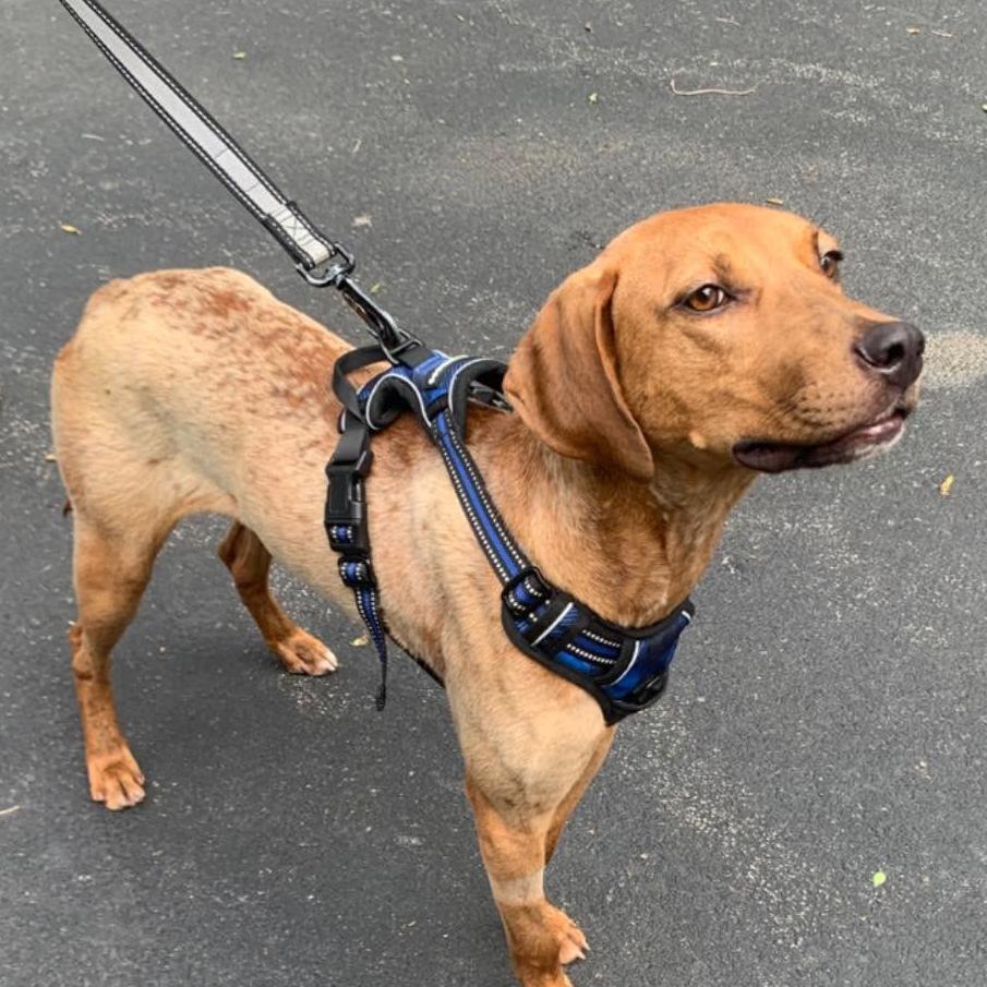Scout, ADOPTABLE, Young Male English Coonhound & Hound.
