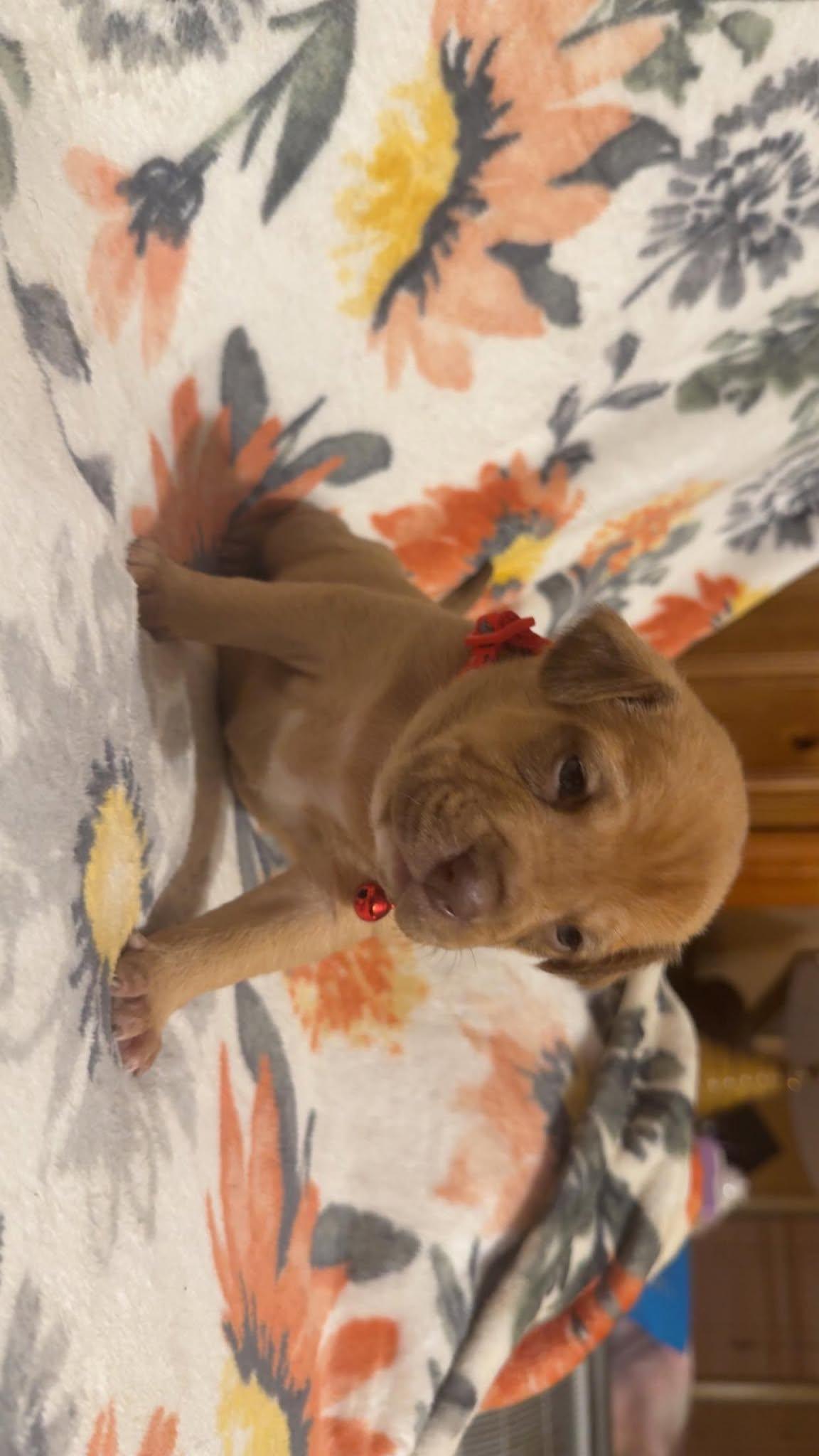 Teddy-Stella's Litter