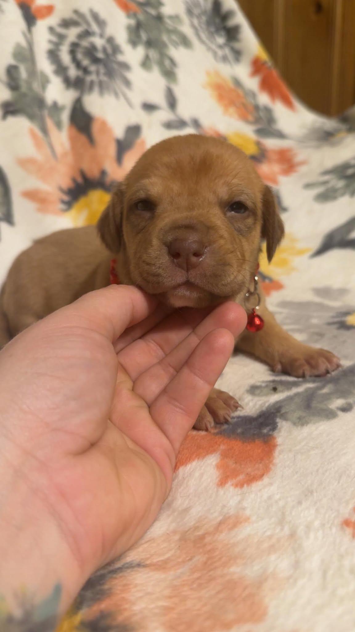 Teddy-Stella's Litter — thumbnail 3