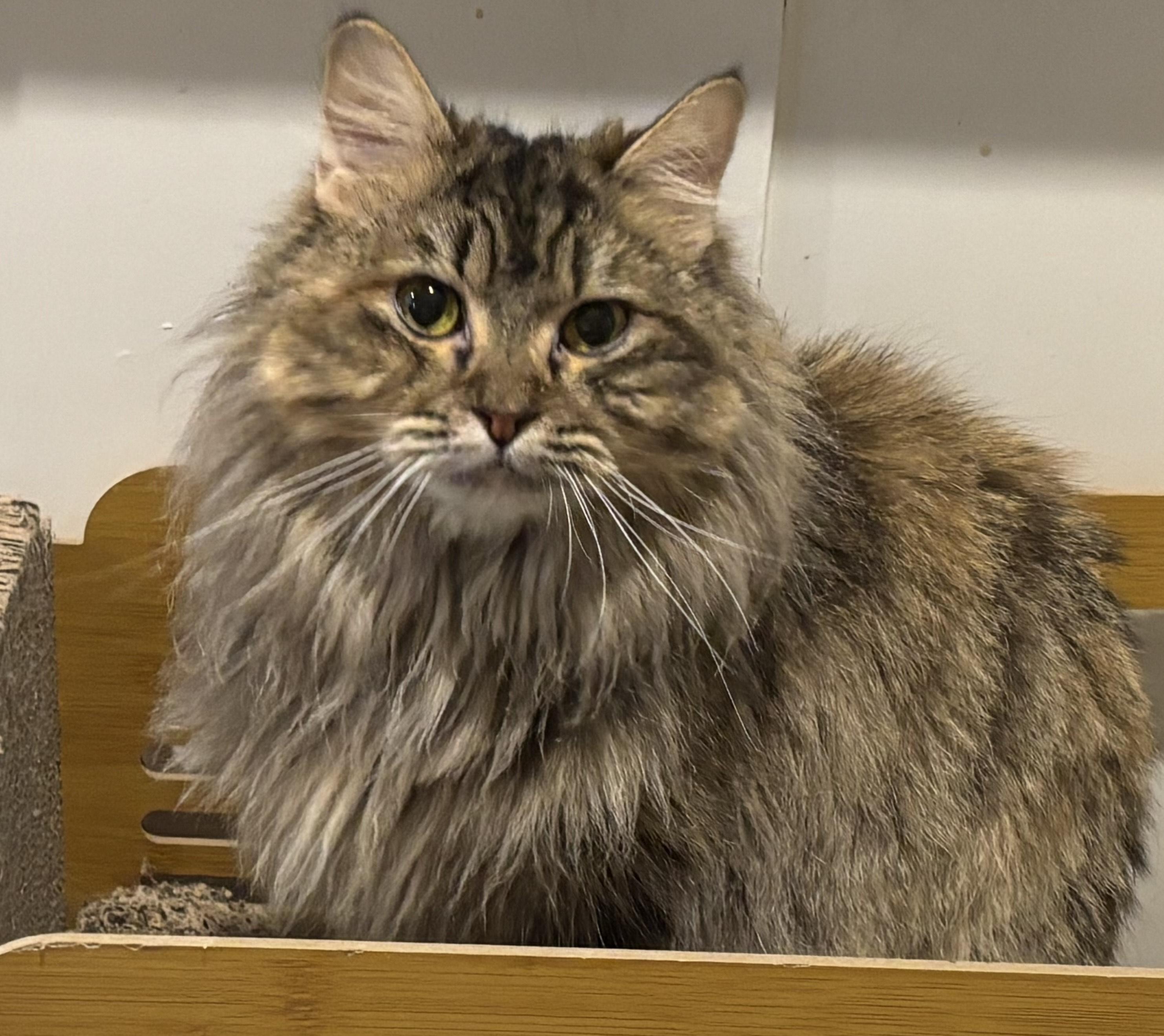 Shakira (Tabby), a ADOPTABLE Persian in Fairfax, VA image 1/4