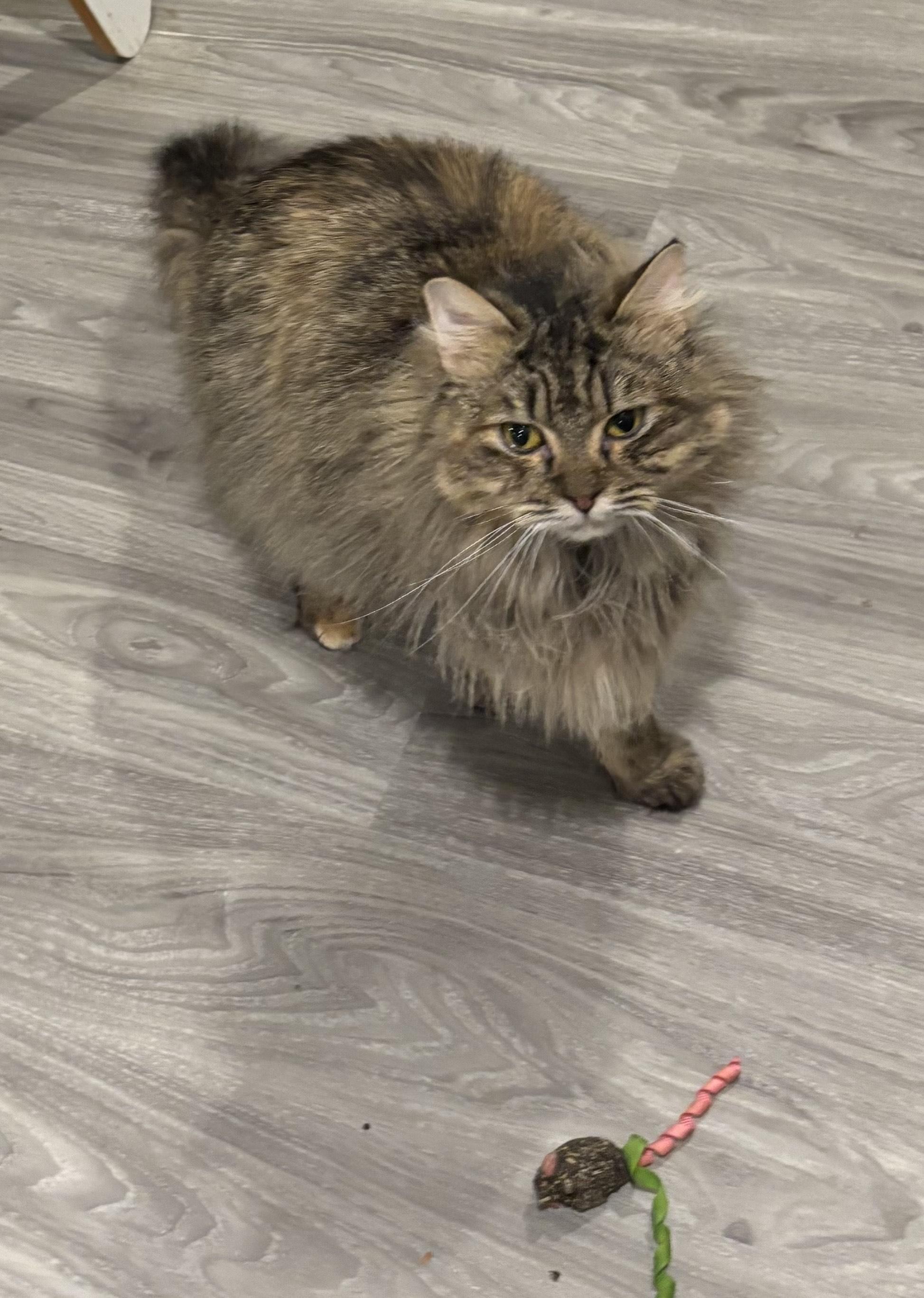 Shakira (Tabby), a ADOPTABLE Persian in Fairfax, VA image 3/4