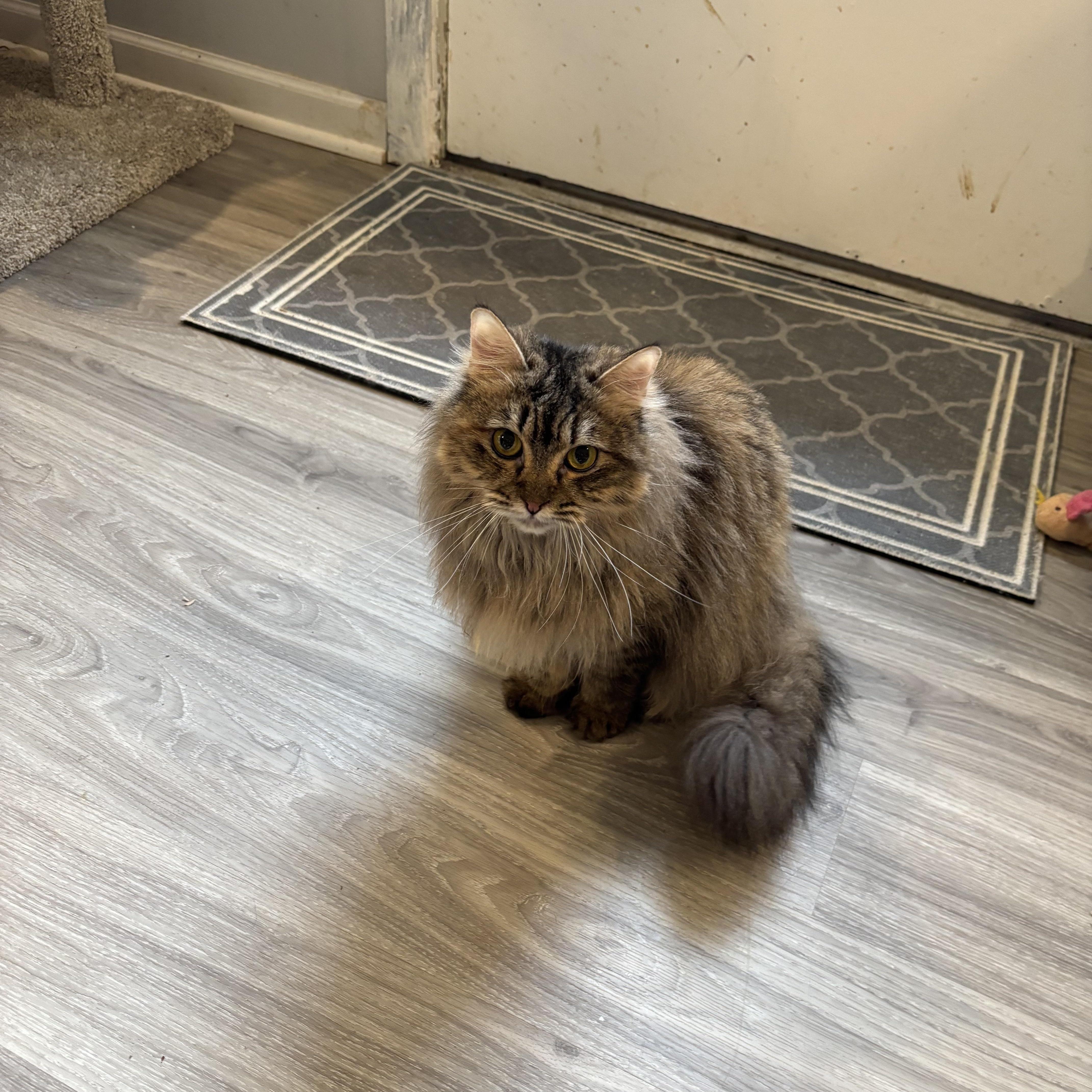 Shakira (Tabby), a ADOPTABLE Persian in Fairfax, VA image 4/4