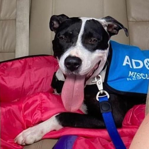 Dog for adoption Rain, a Pit Bull Terrier Mix in Horn Lake, MS