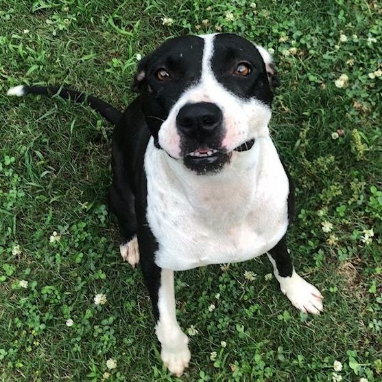 Dog for adoption Rain, a Pit Bull Terrier Mix in Horn Lake, MS