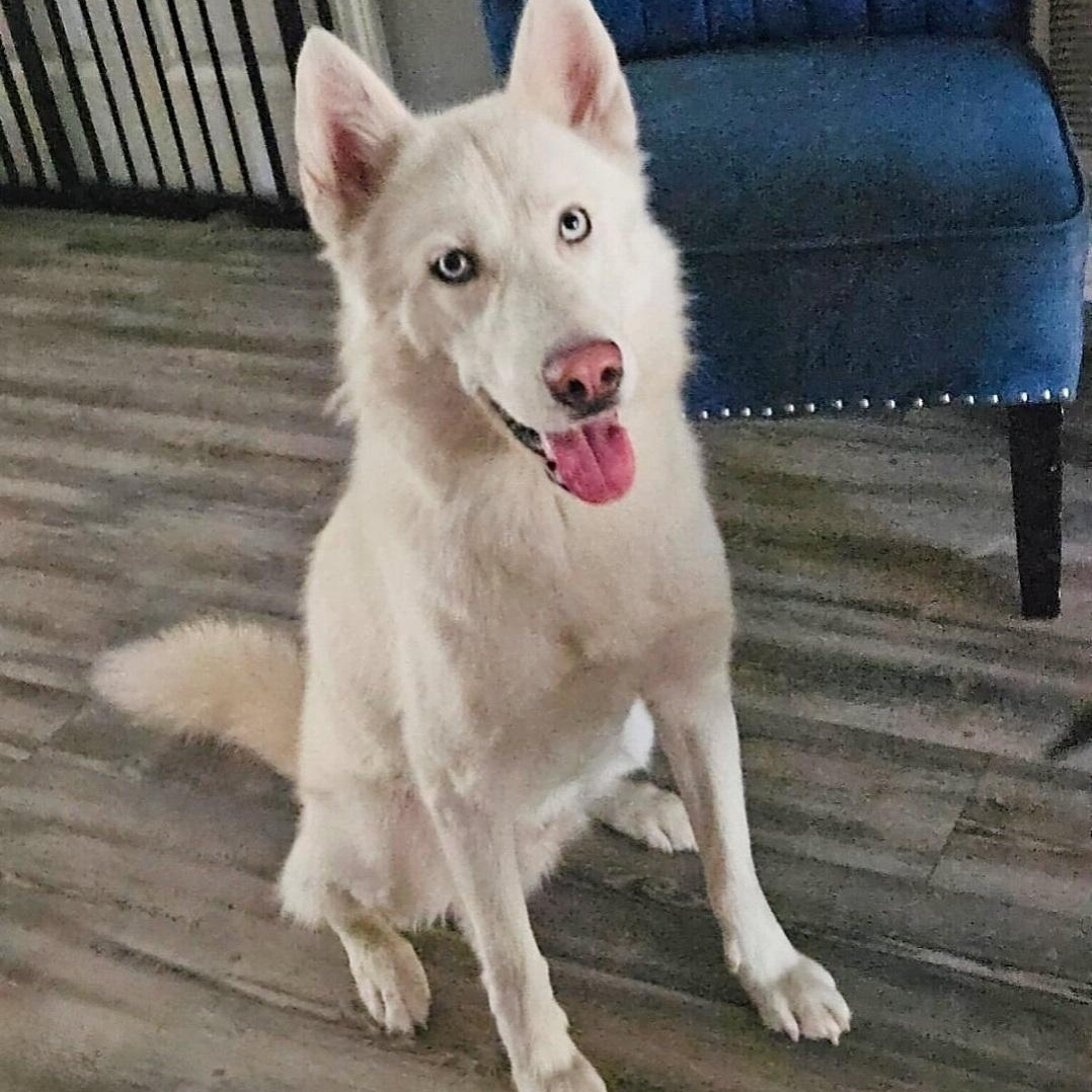 Enlarge Krypto, a Adoptable Husky in Springfield , MA image 3/5