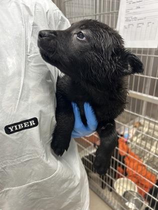 Perrier, Adoptable, Puppy Male Shepherd & Terrier.