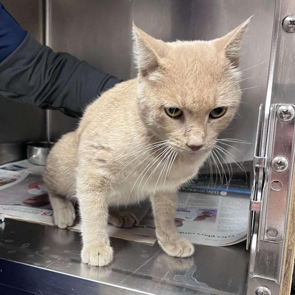 Robber, Adoptable, Adult Male Domestic Short Hair.