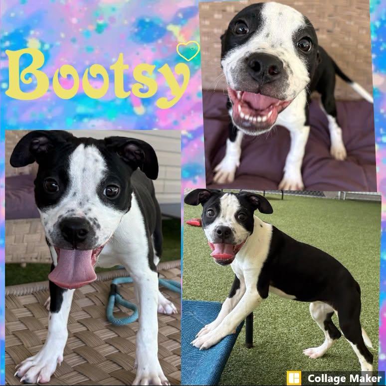 Bootsy, adopted, Young Female Terrier & Pit Bull Terrier.