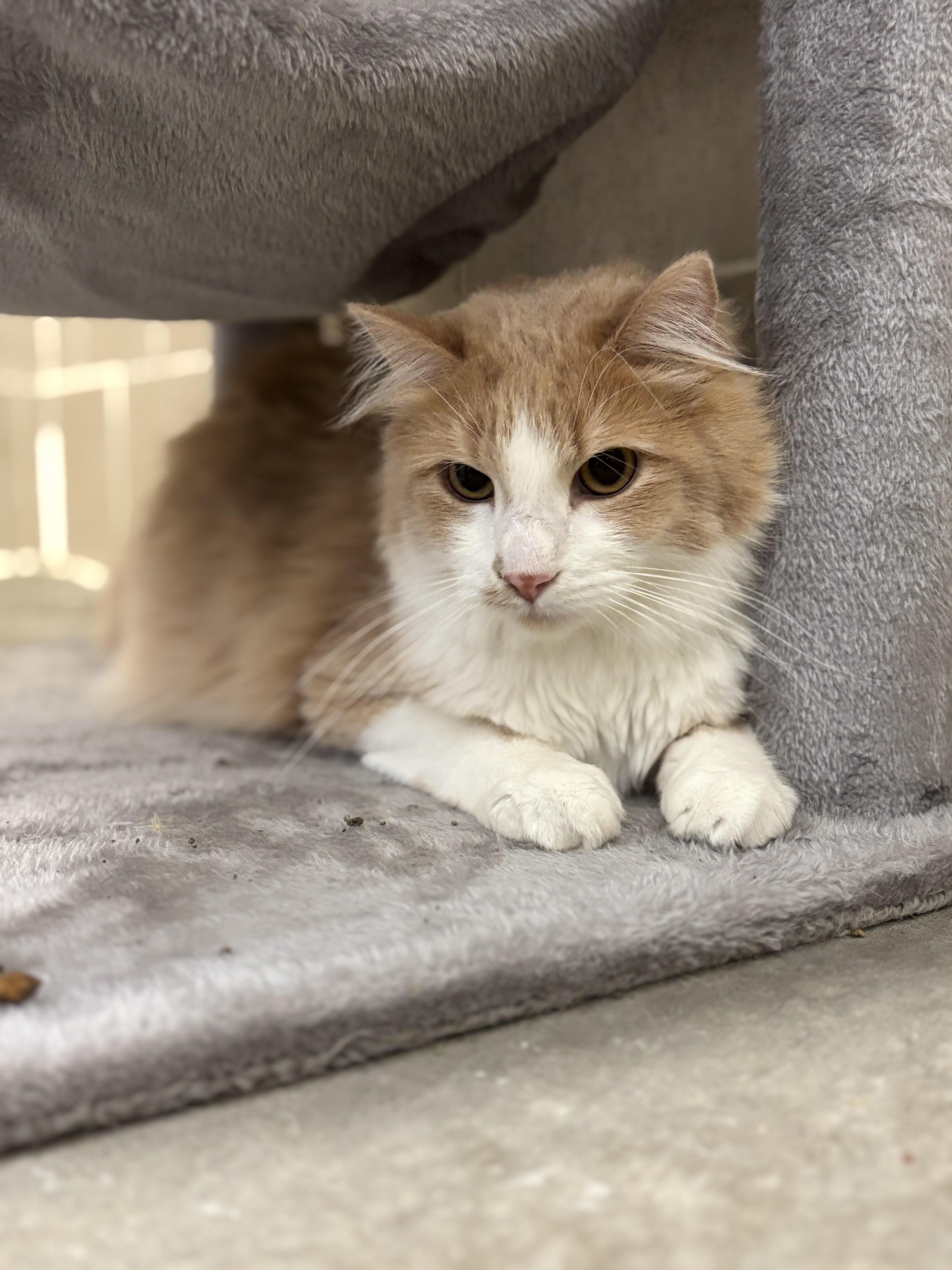 Goliath, an adoptable Domestic Long Hair in Rock Springs, WY, 82901 | Photo Image 1