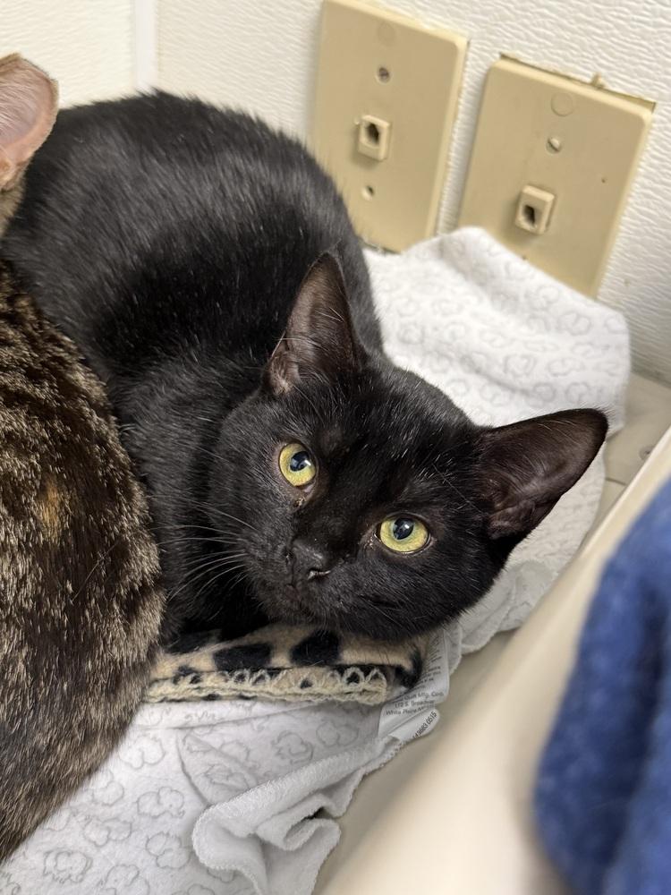 Dins, Adoptable, Kitten Female Domestic Short Hair.
