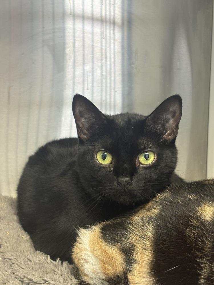 Enlarge Dins, a Adoptable Domestic Short Hair in Fort Walton Beach, FL image 2/3