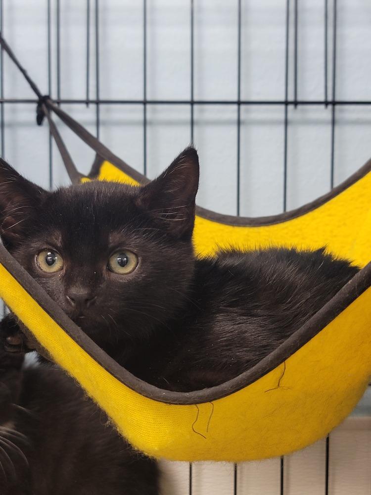 Enlarge Dins, a Adoptable Domestic Short Hair in Fort Walton Beach, FL image 2/2
