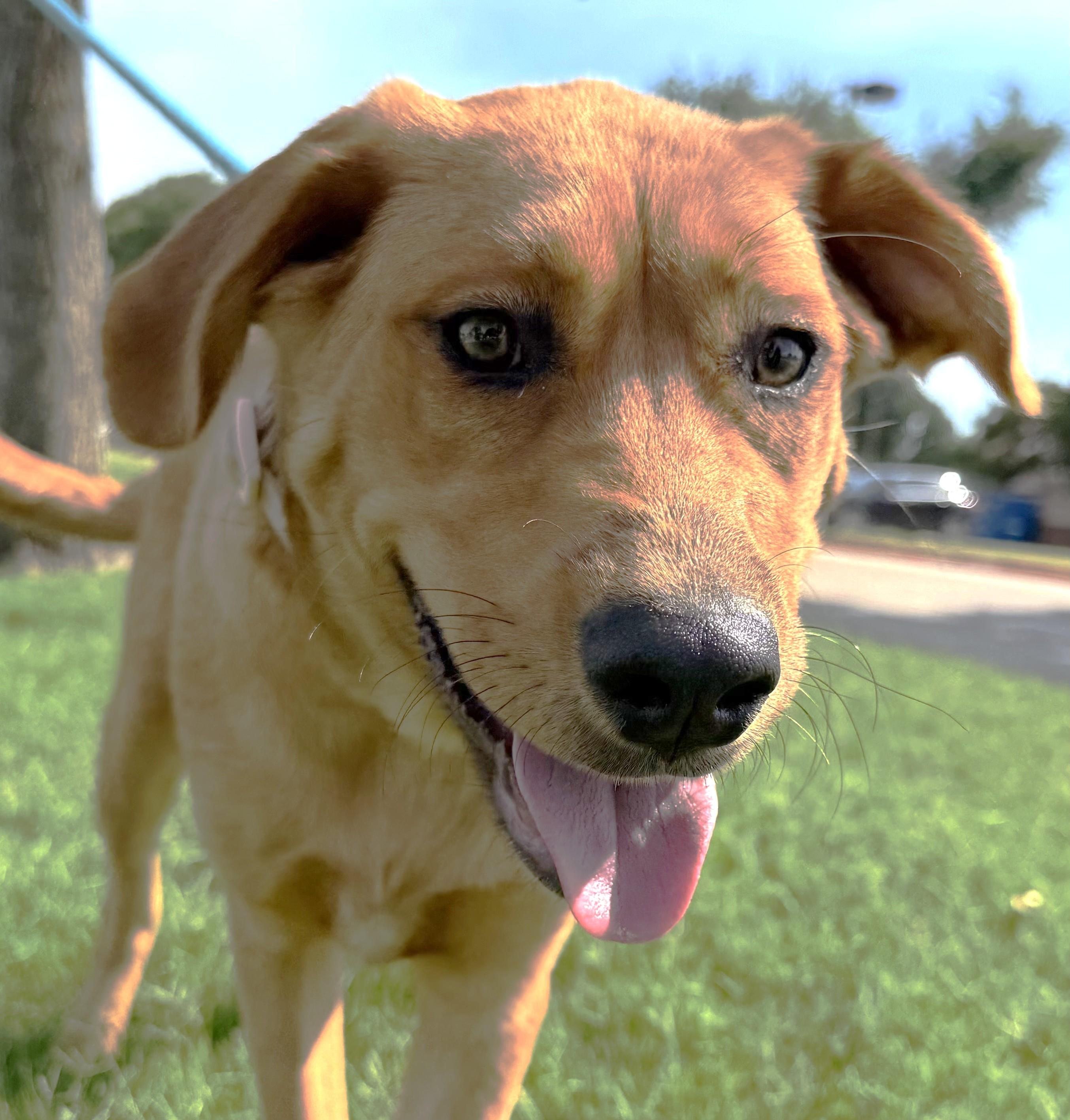 Valentine, ADOPTABLE, Young Female Great Pyrenees.