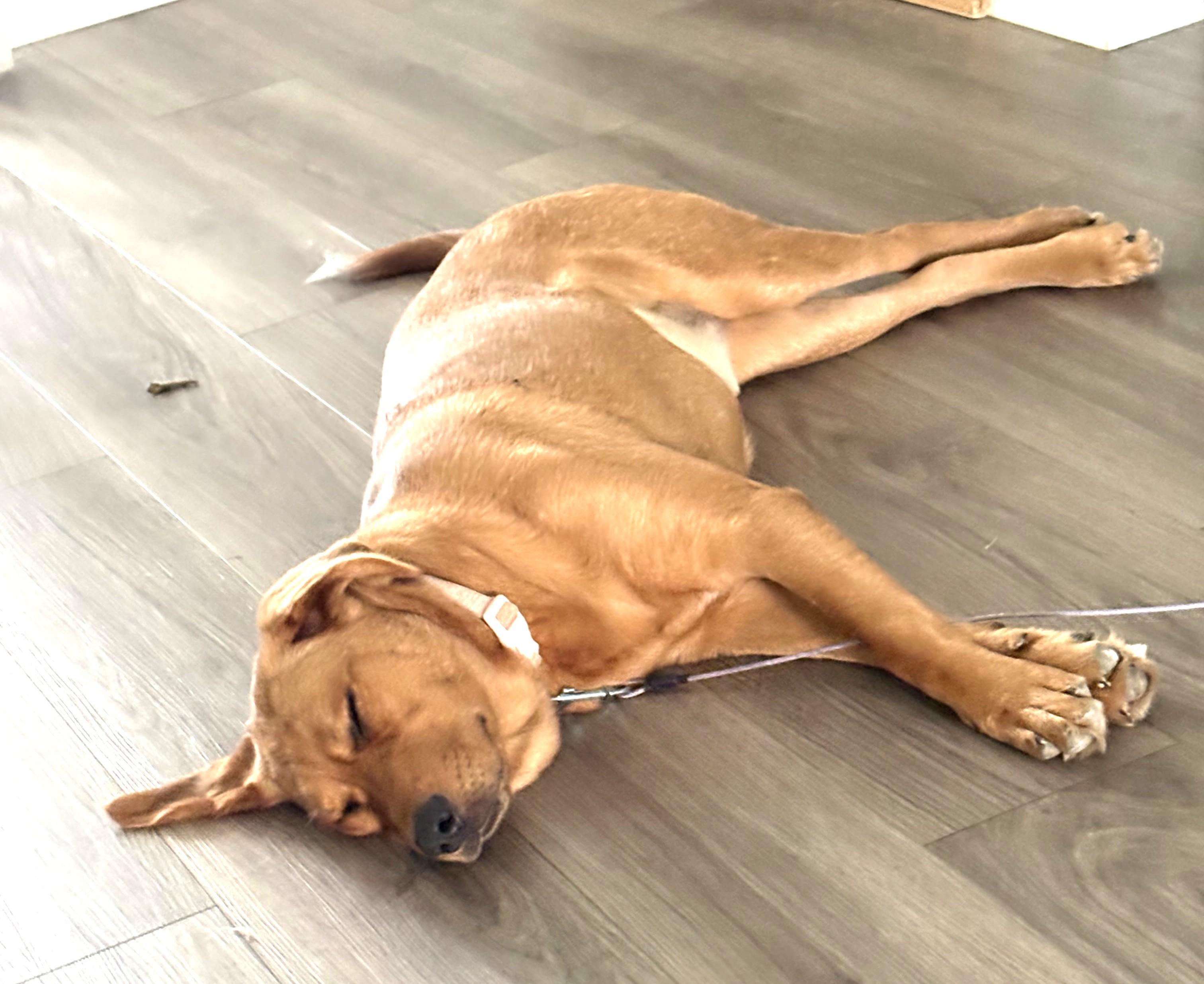 Enlarge Valentine, a ADOPTABLE mixed breed in Dallas, TX image 2/3