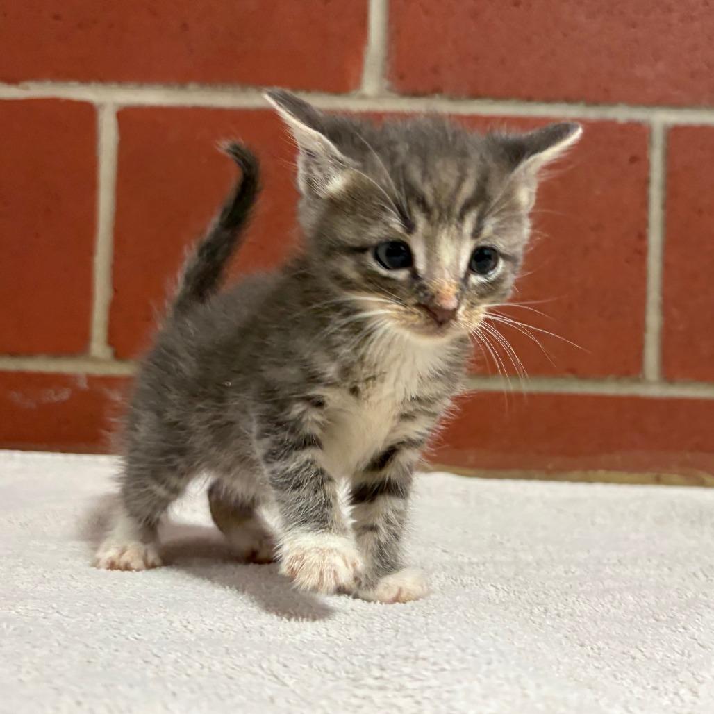 Enlarge (HOLD)Peanut, a Adoptable Domestic Short Hair in Cabot, AR image 1/2