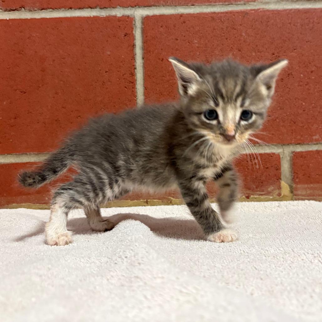 Enlarge (HOLD)Peanut, a Adoptable Domestic Short Hair in Cabot, AR image 2/2