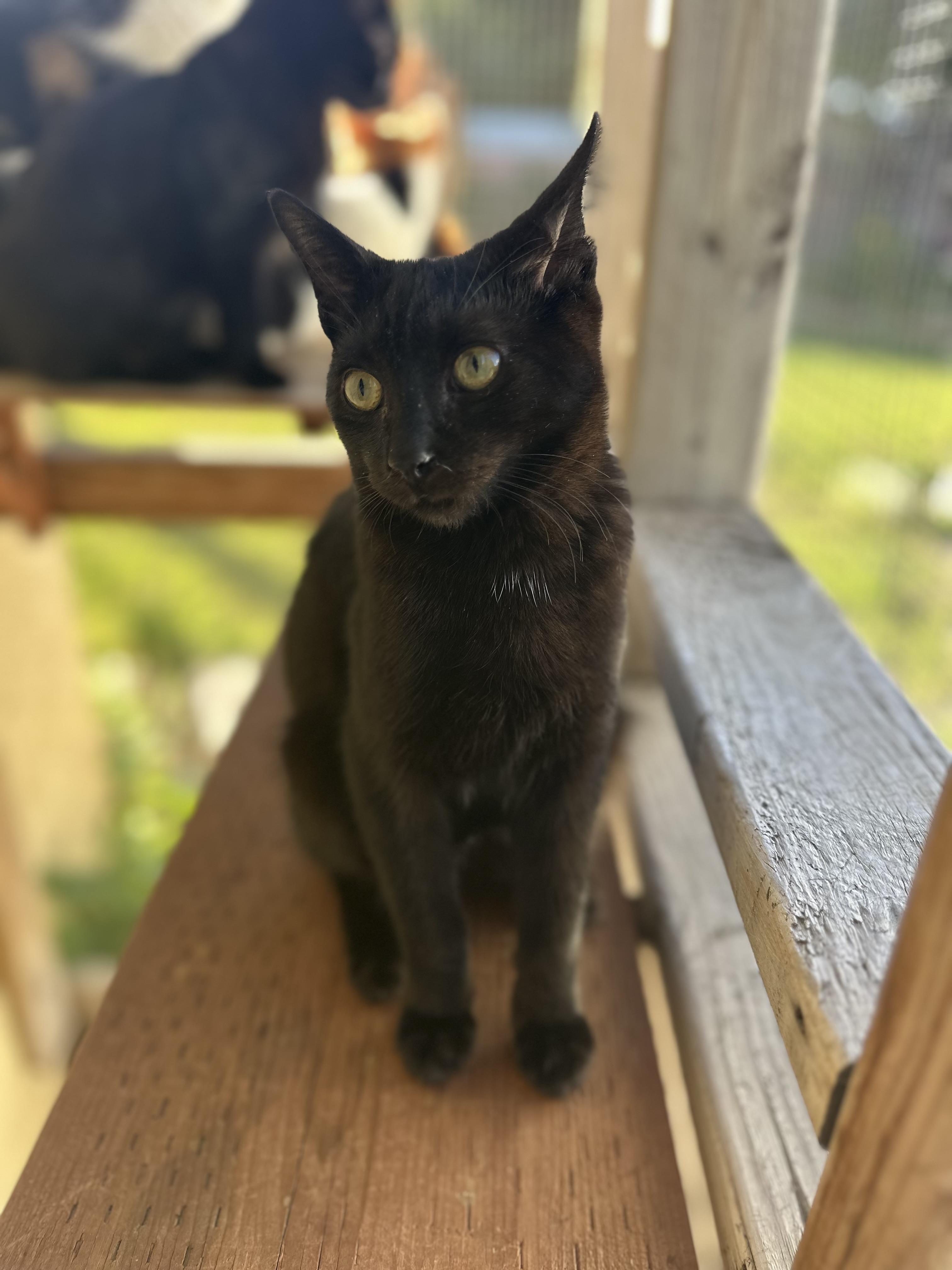 Enlarge Bruce, a ADOPTABLE Domestic Short Hair in Garden Grove, CA image 2/4