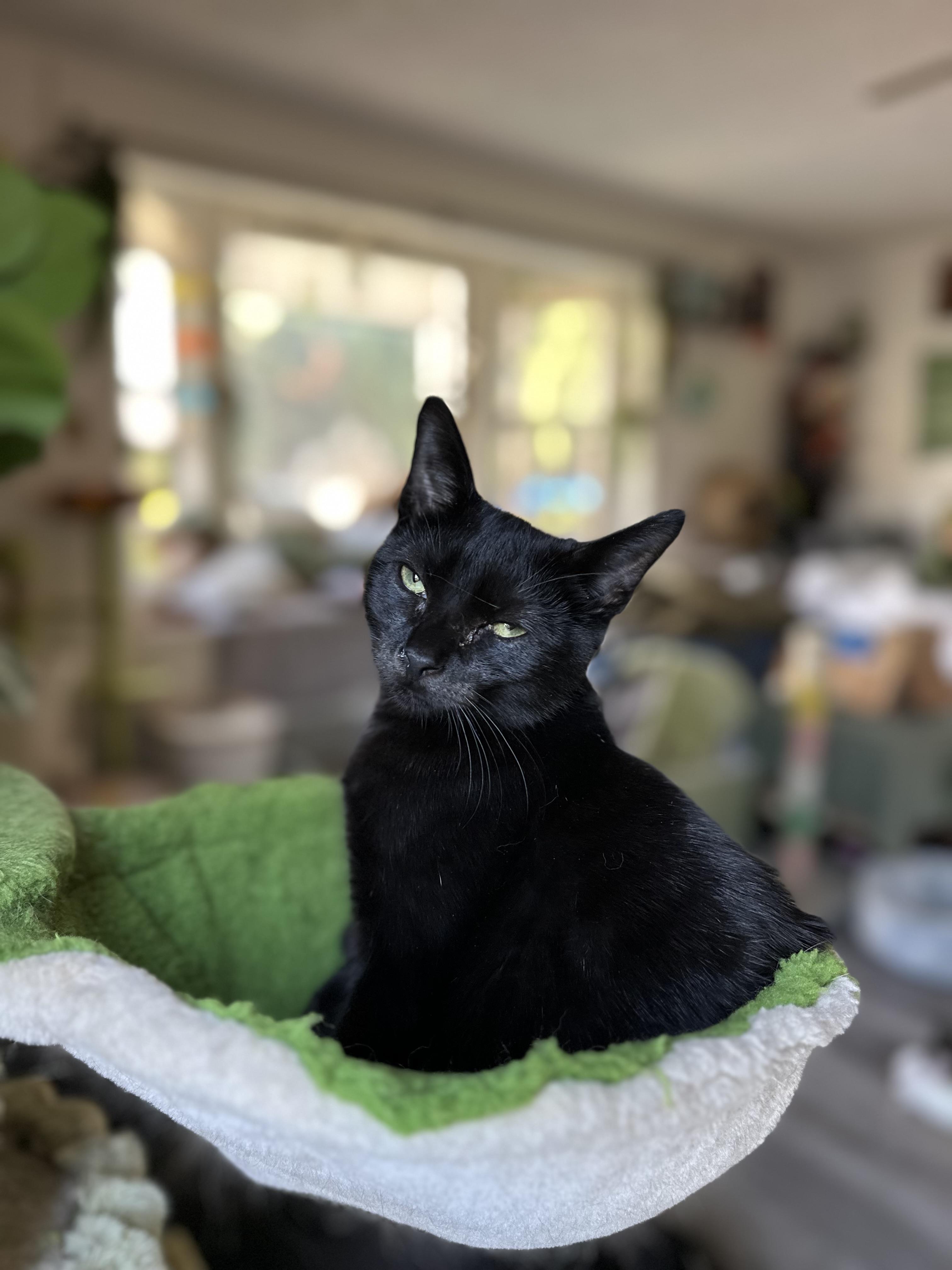 Enlarge Bruce, a ADOPTABLE Domestic Short Hair in Garden Grove, CA image 4/4