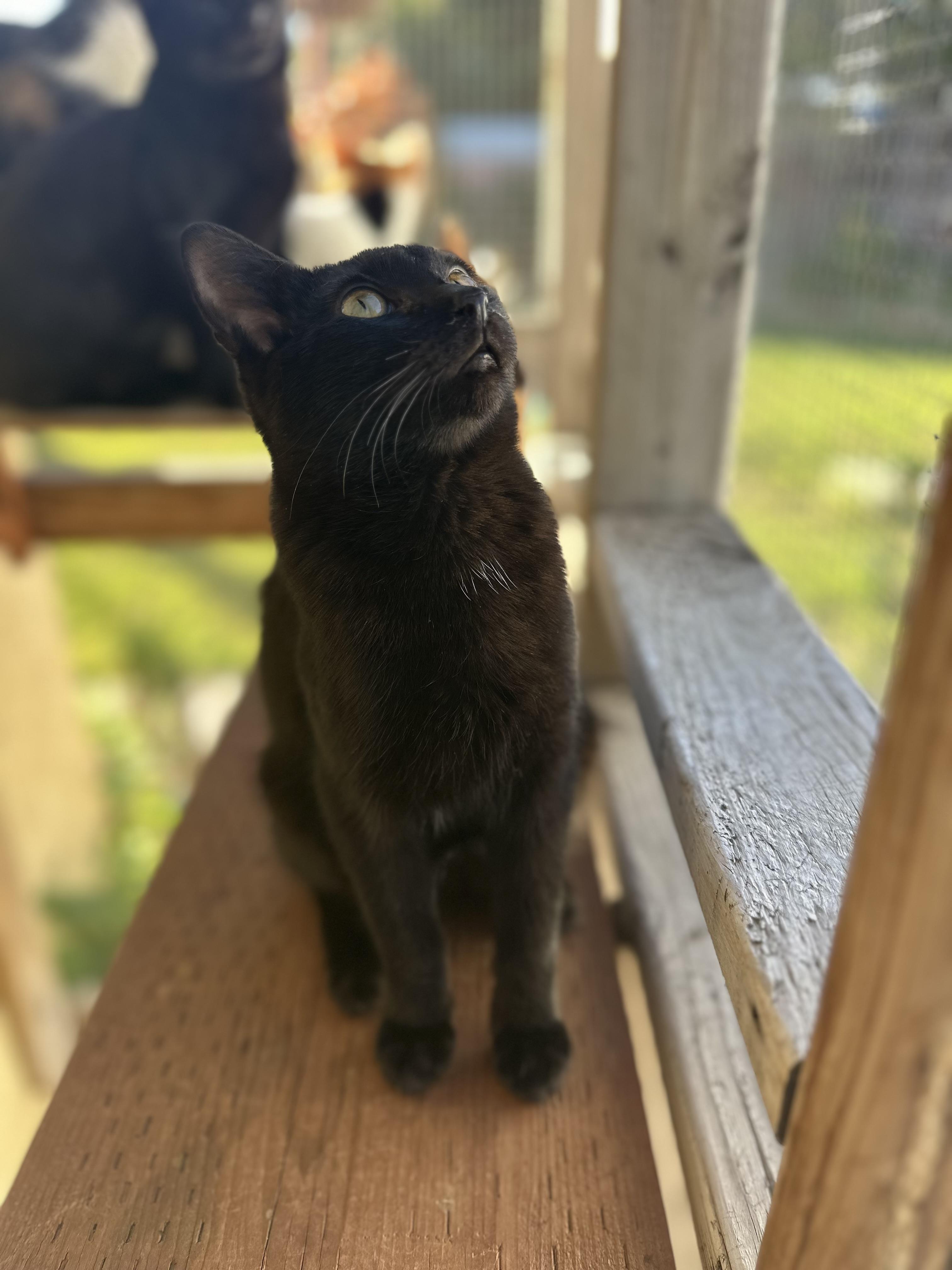 Enlarge Bruce, a ADOPTABLE Domestic Short Hair in Garden Grove, CA image 1/4