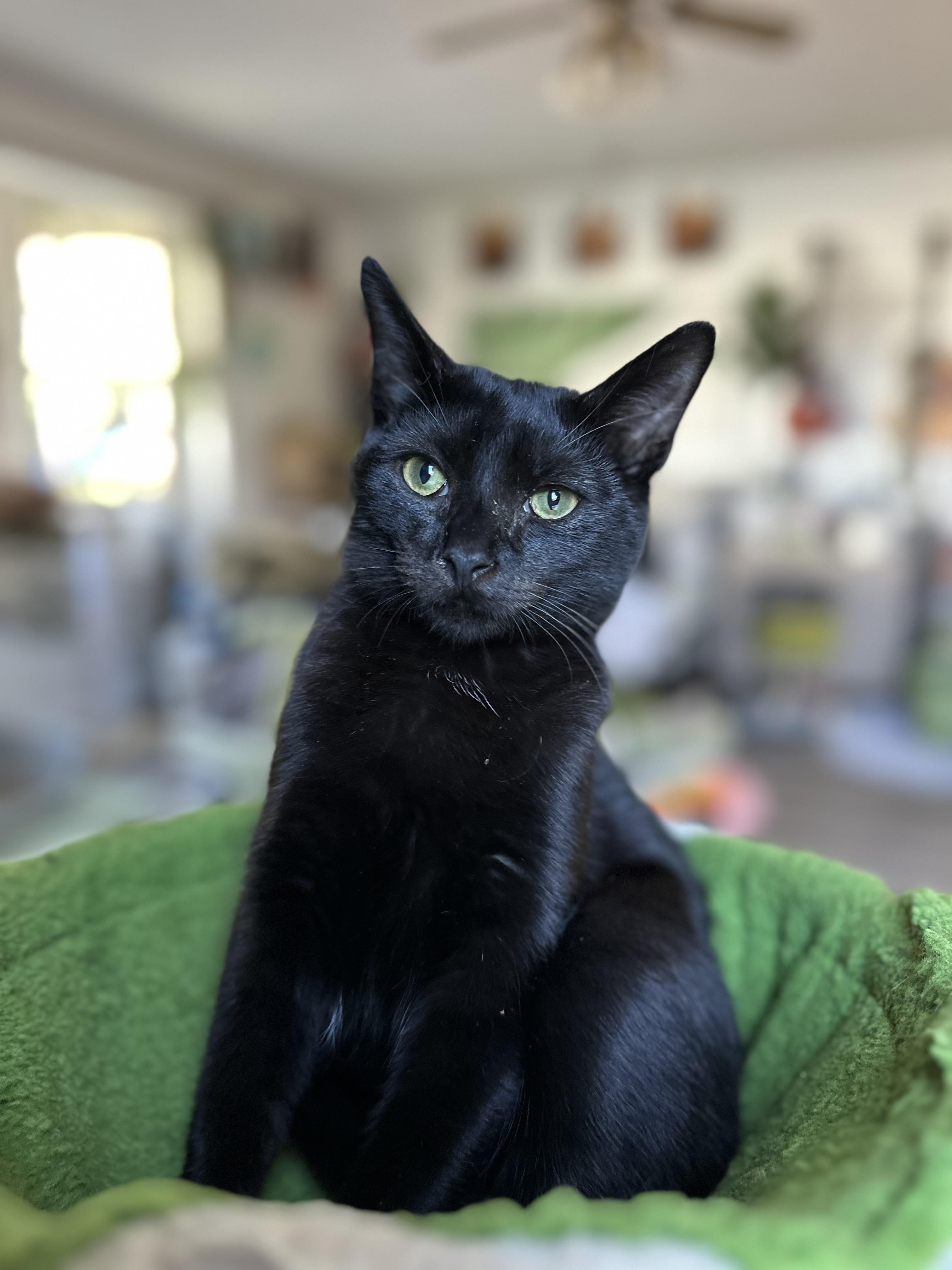 Enlarge Bruce, a ADOPTABLE Domestic Short Hair in Garden Grove, CA image 3/4