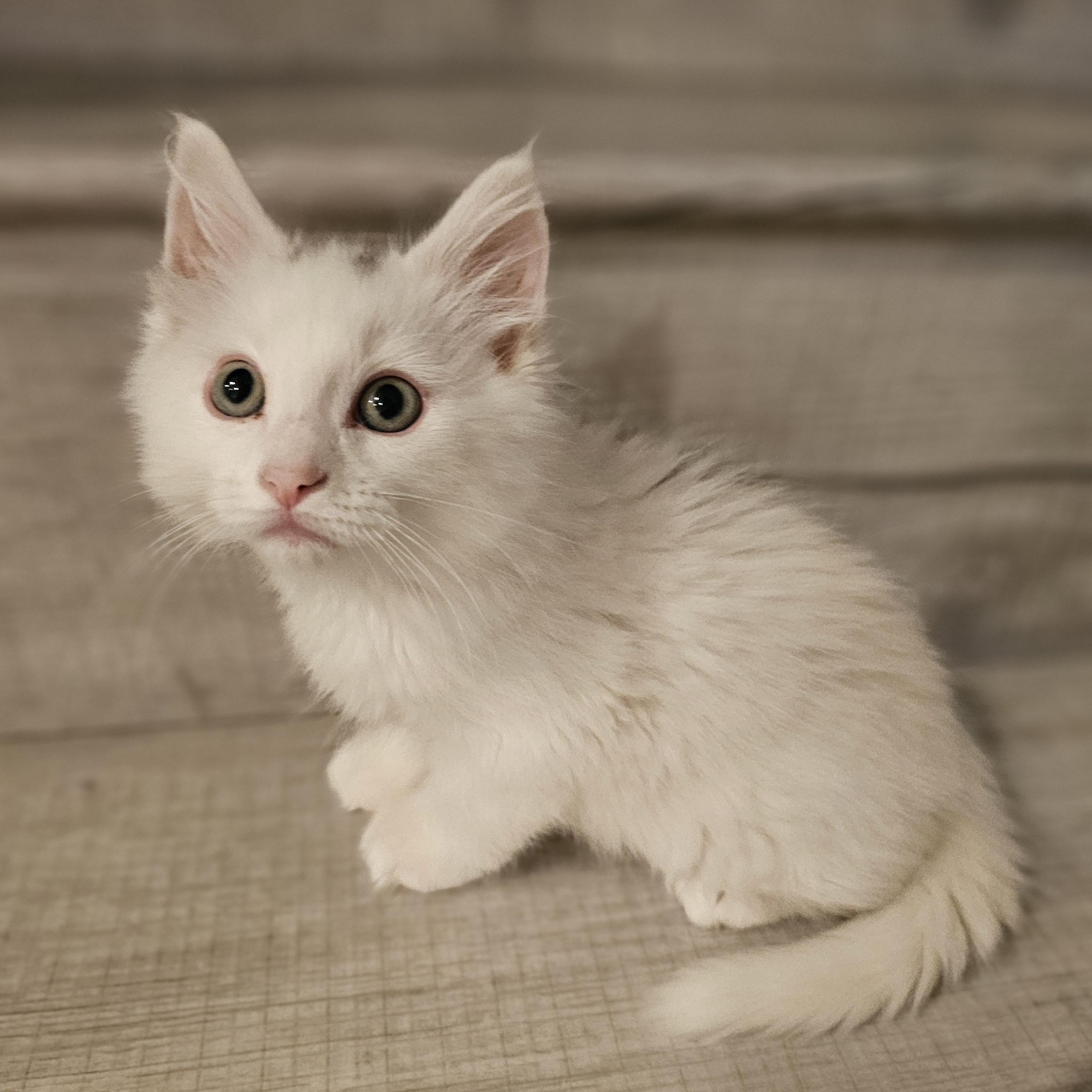 Cumulo, Adoptable, Kitten Male Domestic Long Hair.