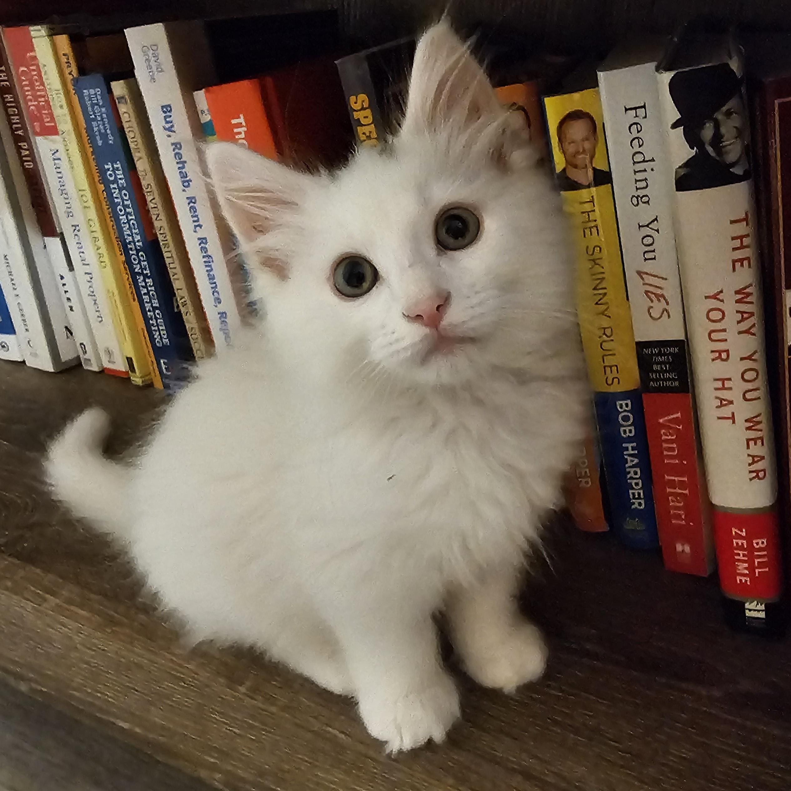 Cumulo, a Adoptable mixed breed in Omaha, NE image 2/4