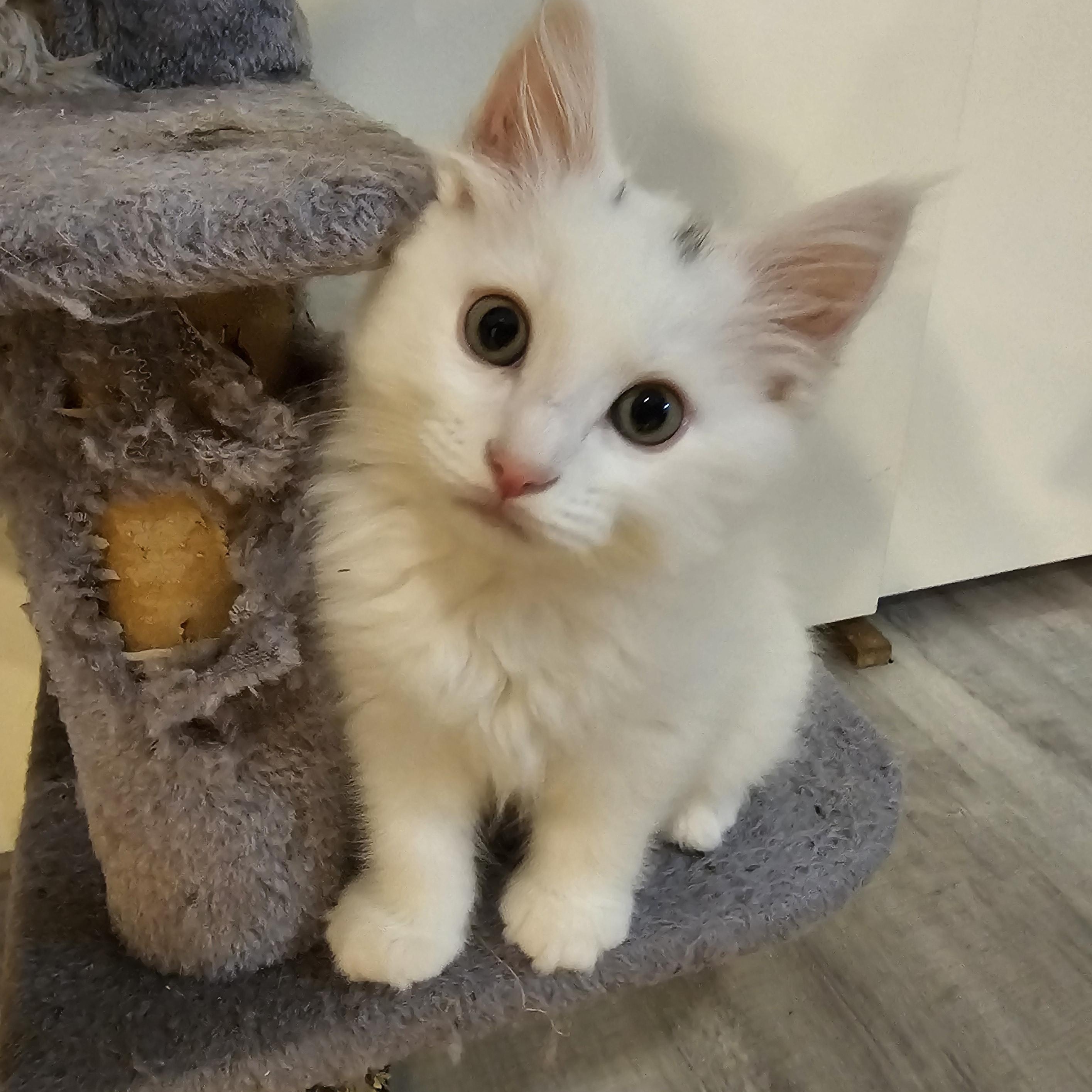 Cumulo, a Adoptable mixed breed in Omaha, NE image 3/4