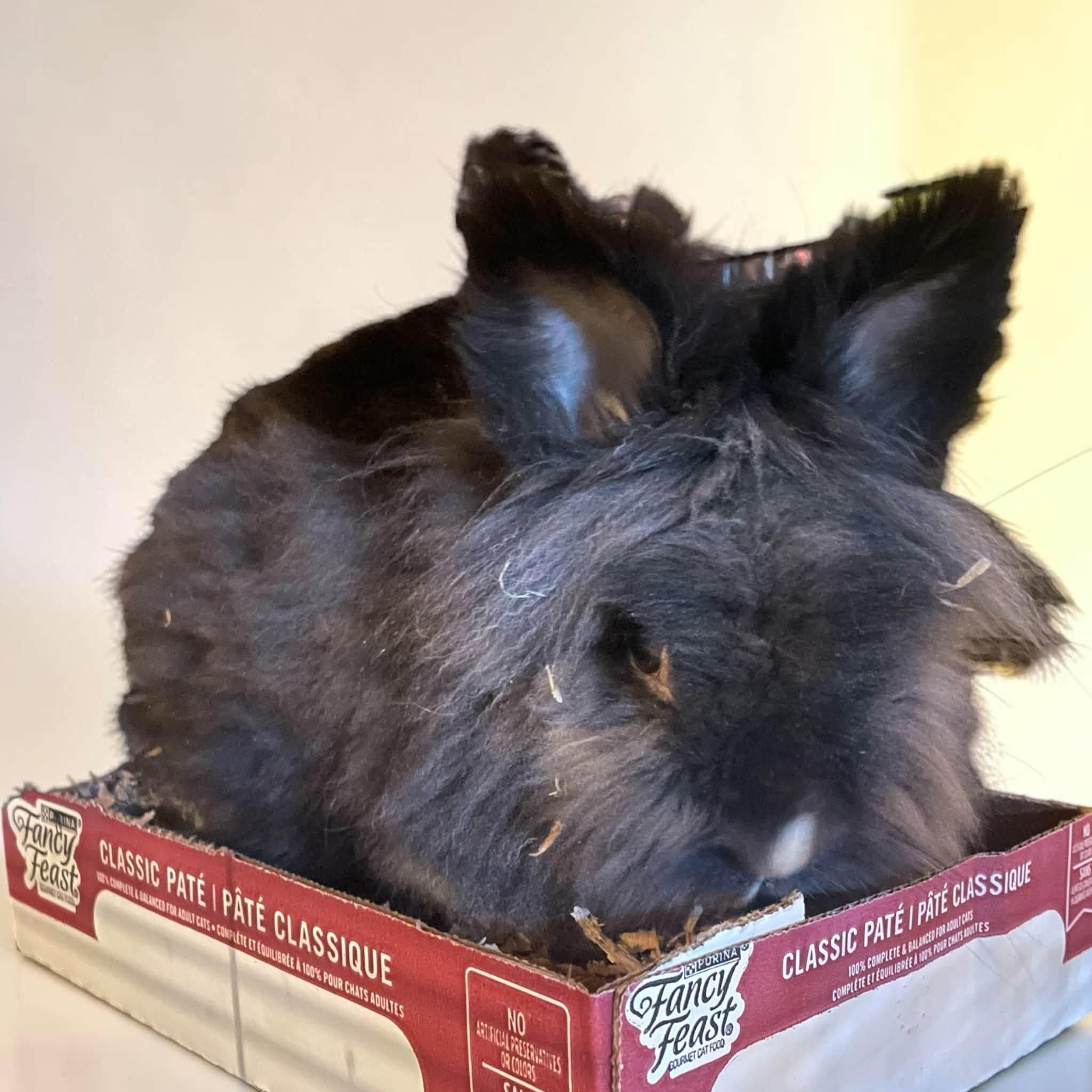 Enlarge Rabbit - young, litter trained, neutered, a Adoptable Lionhead in Roanoke, VA image 3/3