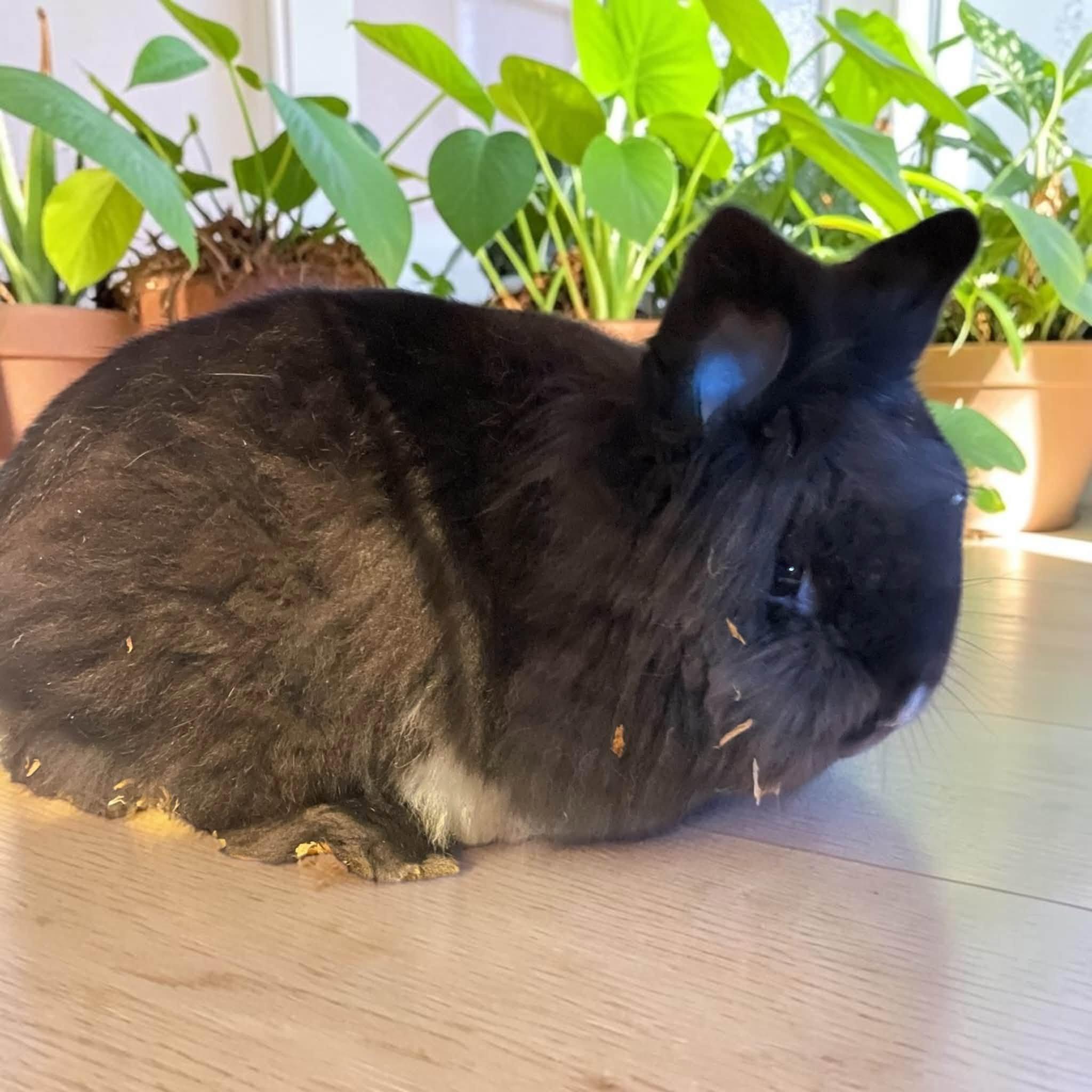 Enlarge Rabbit - young, litter trained, neutered, a Adoptable Lionhead in Roanoke, VA image 2/3