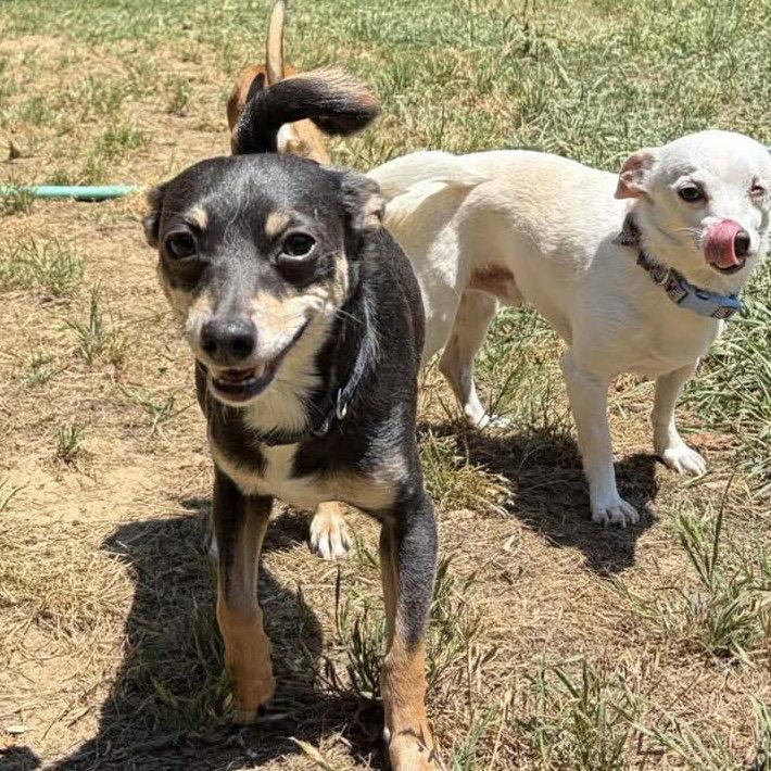 Simon, Adopted, Adult Male Chihuahua.