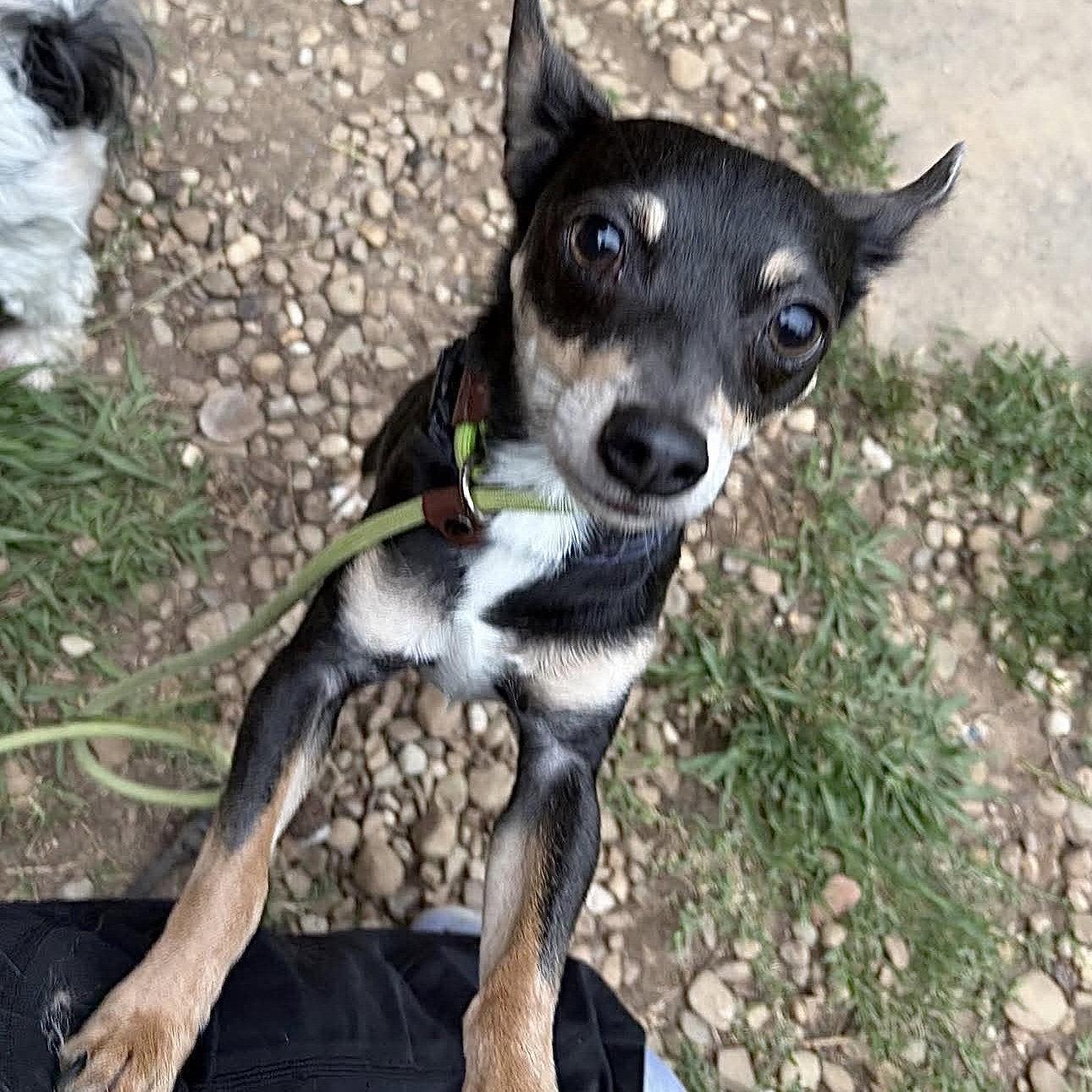 Simon, a Adopted Chihuahua in Hillsborough , NC image 2/3