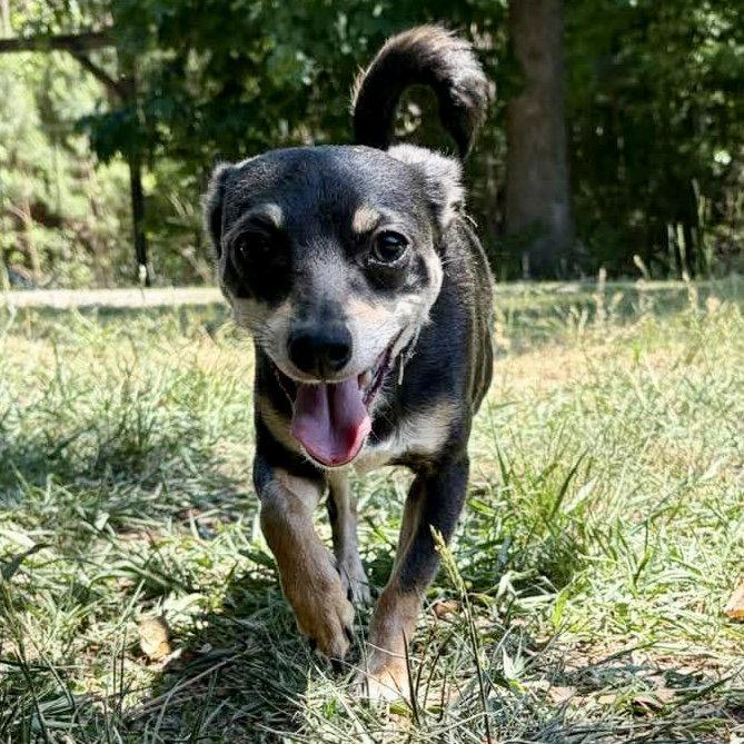 Simon, a Adopted Chihuahua in Hillsborough , NC image 3/3