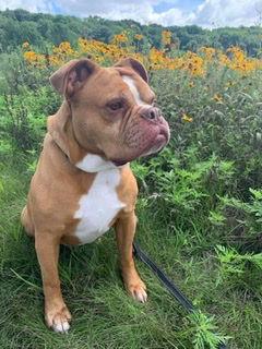 Enlarge Sarge in Charge, a Adoptable English Bulldog in Cedar Rapids, IA image 2/3