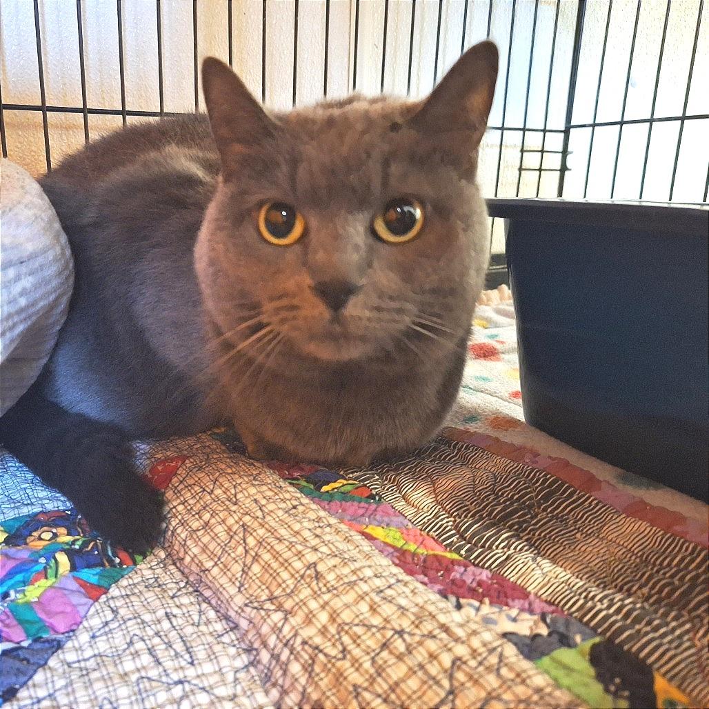 Little Bird, Adoptable, Senior Female Russian Blue.