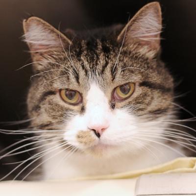 L.T., ADOPTABLE, Senior Male Domestic Short Hair.