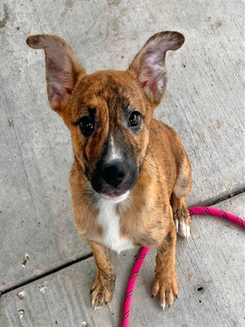 TRIXIE, Adoptable, Puppy Female Australian Cattle Dog / Blue Heeler & Mixed Breed.
