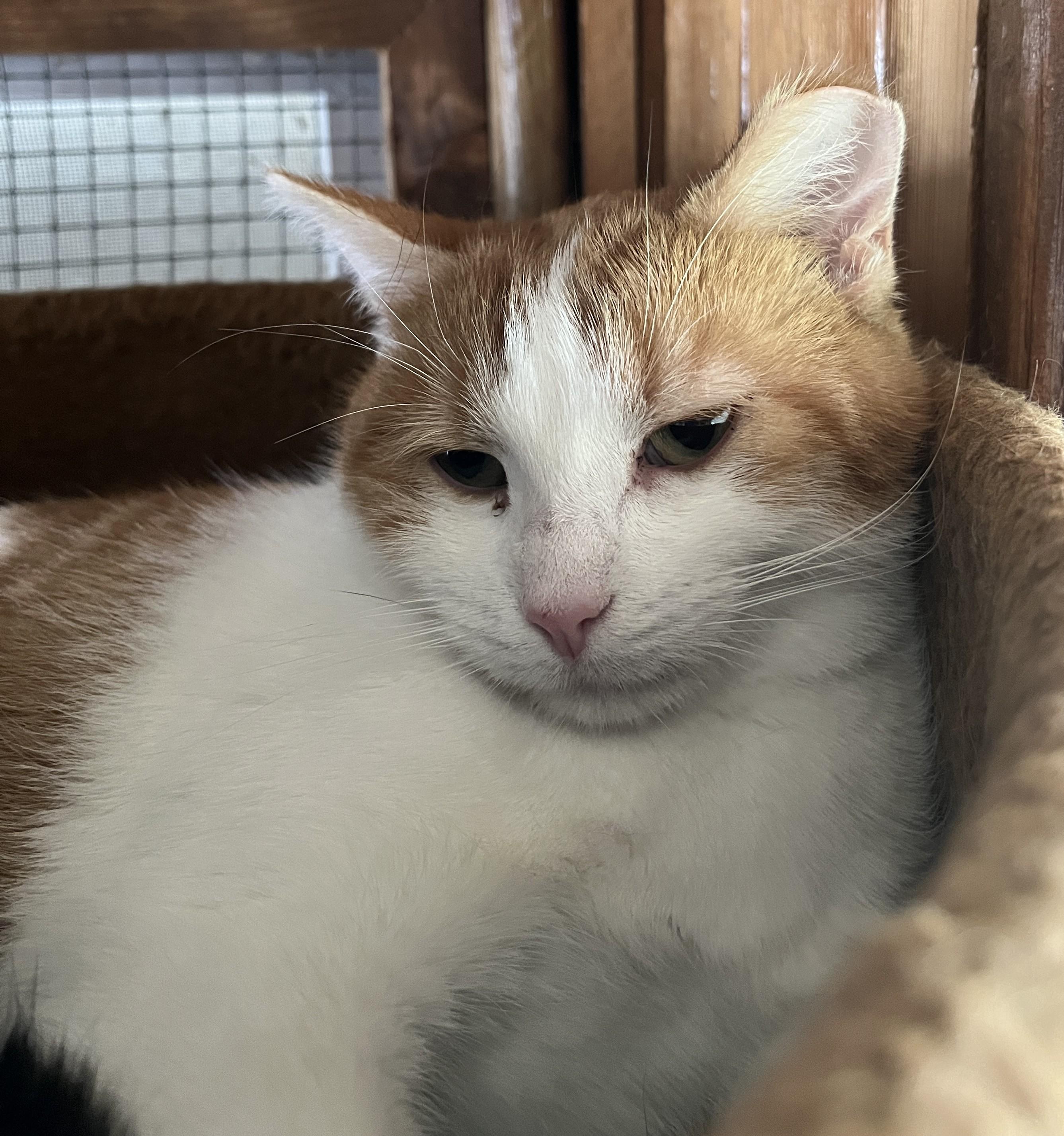 LAGON (CR-SC), a Adoptable Domestic Short Hair in Sainte-Angele-de-Monnoir, QC image 2/6