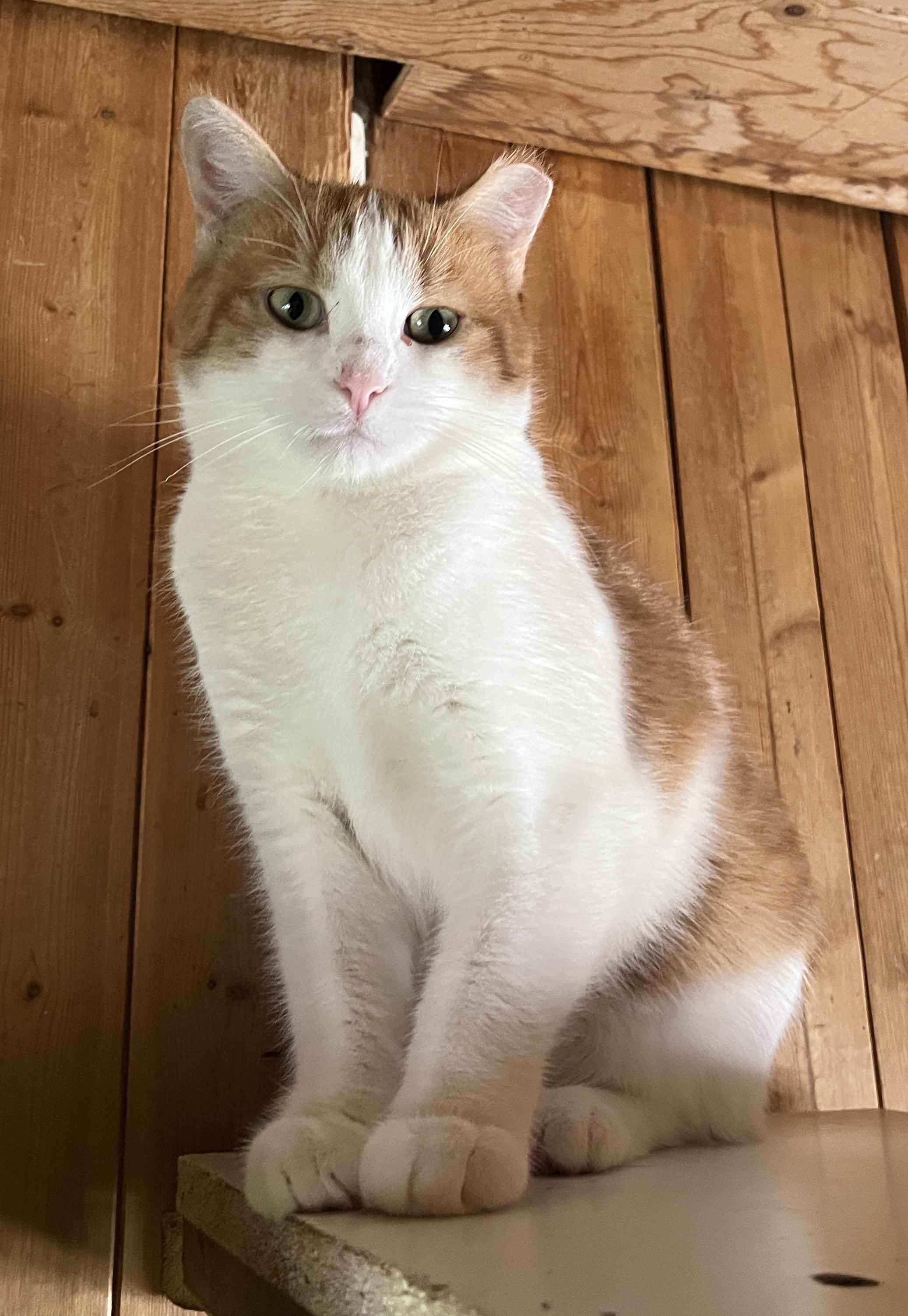 LAGON (CR-SC), a Adoptable Domestic Short Hair in Sainte-Angele-de-Monnoir, QC image 1/6