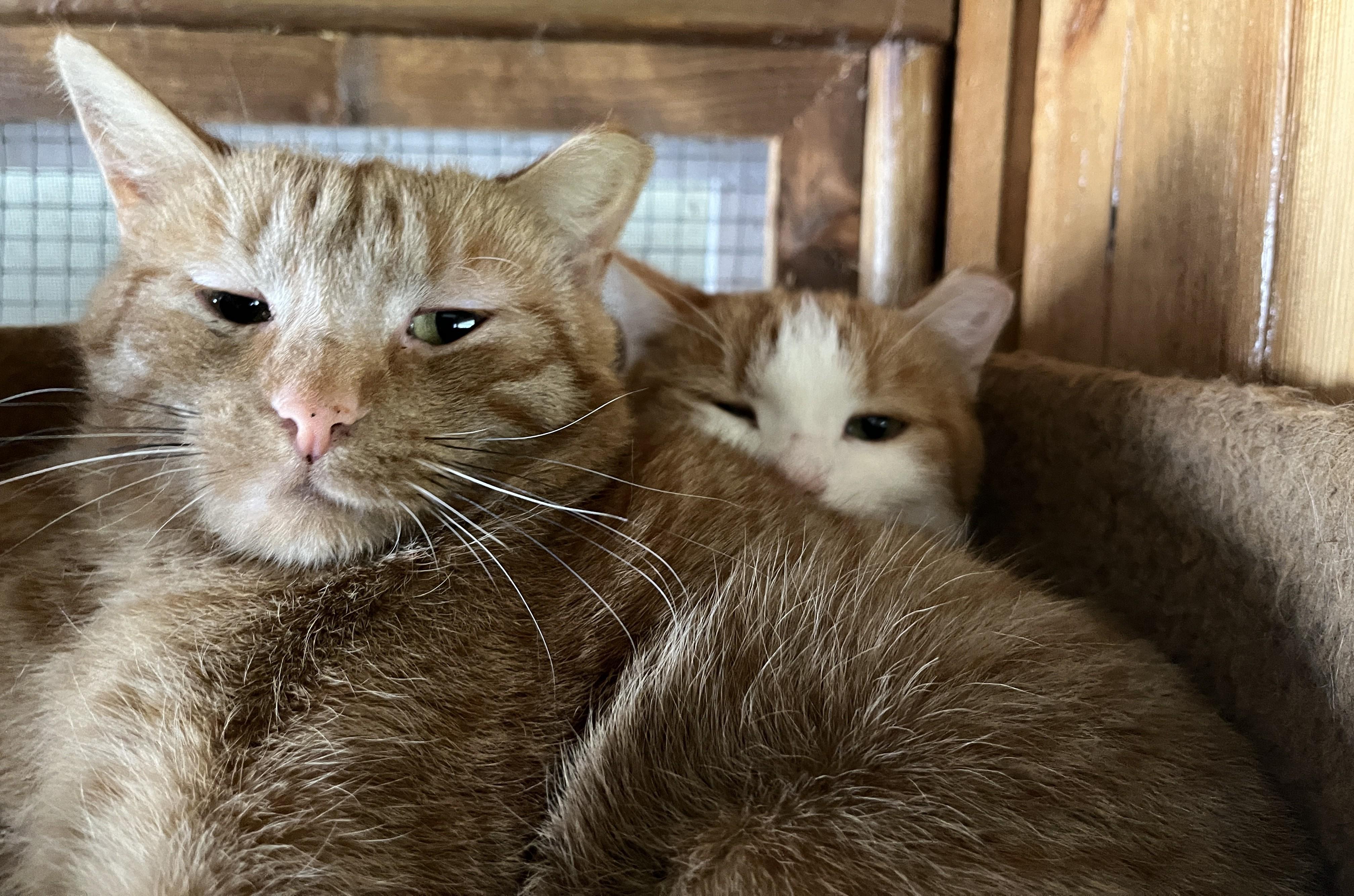 LAGON (CR-SC), a Adoptable Domestic Short Hair in Sainte-Angele-de-Monnoir, QC image 5/6