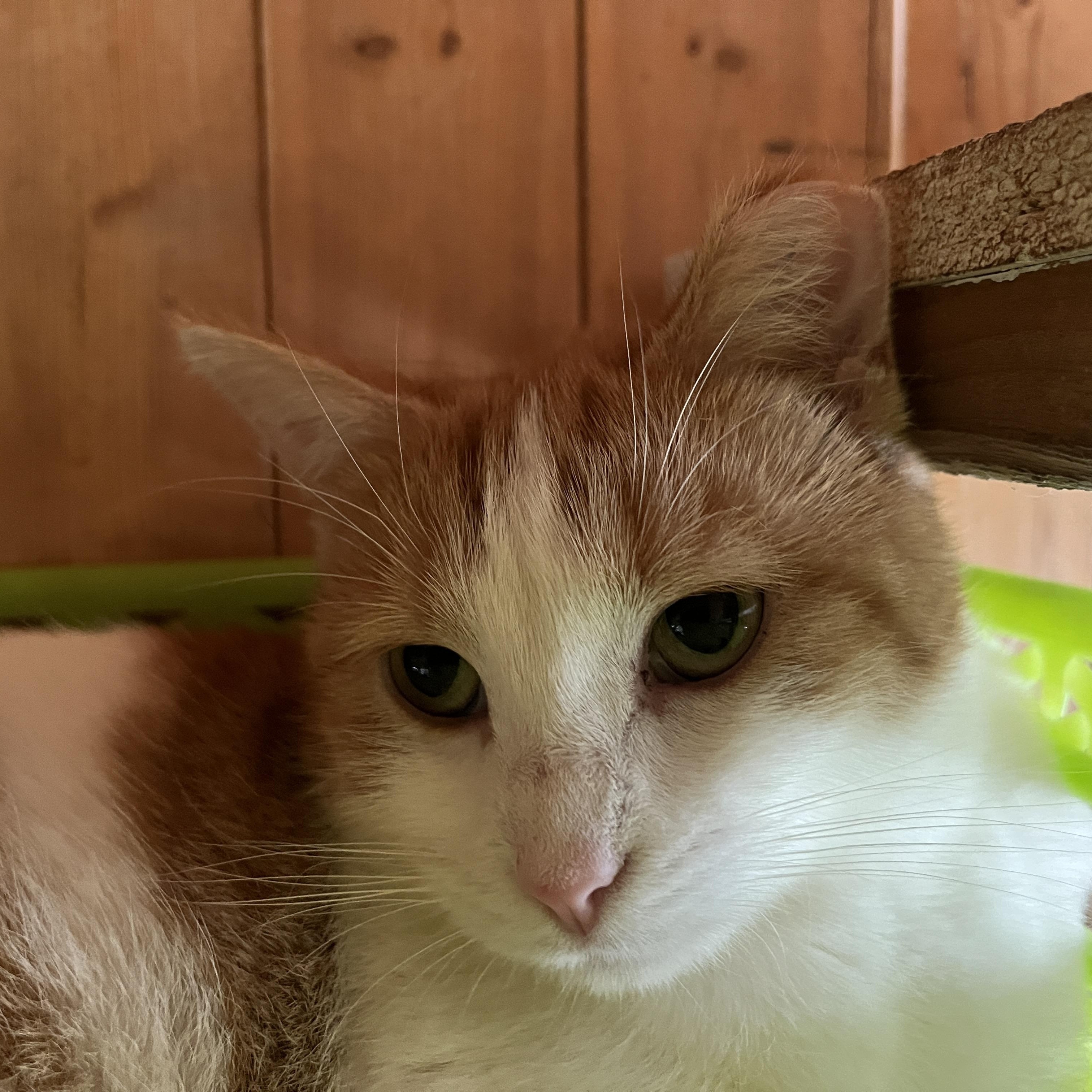 LAGON (CR-SC), a Adoptable Domestic Short Hair in Sainte-Angele-de-Monnoir, QC image 4/6