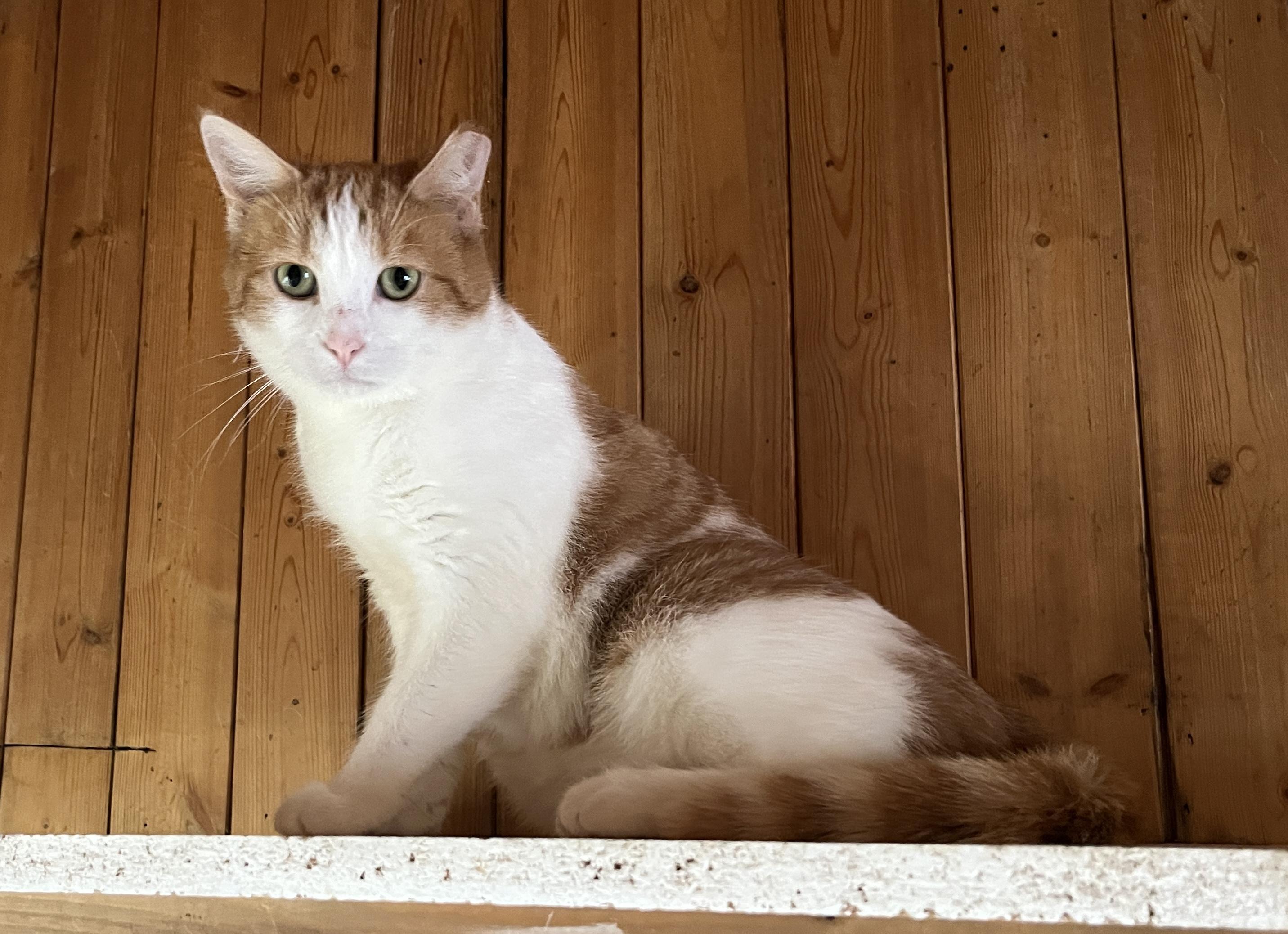 LAGON (CR-SC), a Adoptable Domestic Short Hair in Sainte-Angele-de-Monnoir, QC image 3/6