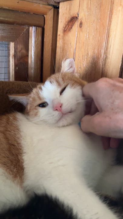 Enlarge LAGON (CR-SC), a Adoptable Domestic Short Hair in Sainte-Angele-de-Monnoir, QC video 6/6