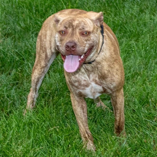 Enlarge SKY, a Adoptable mixed breed in St. Louis, MO image 1/1